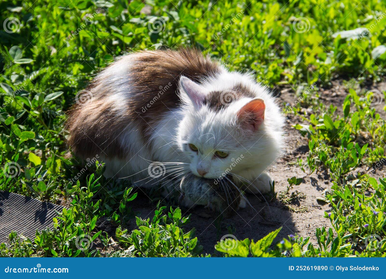 миленькая кошка поймала мышь и держится на открытом воздухе Стоковое Фото -  изображение насчитывающей мыши, страх: 252619890