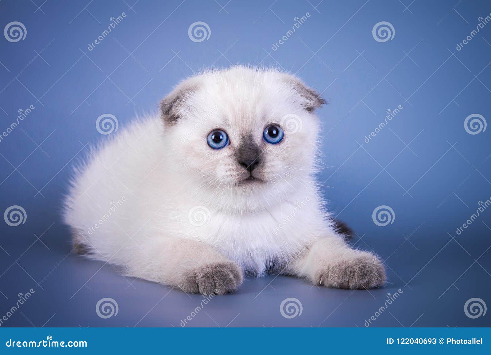 Шотландский кот белый с голубыми глазами