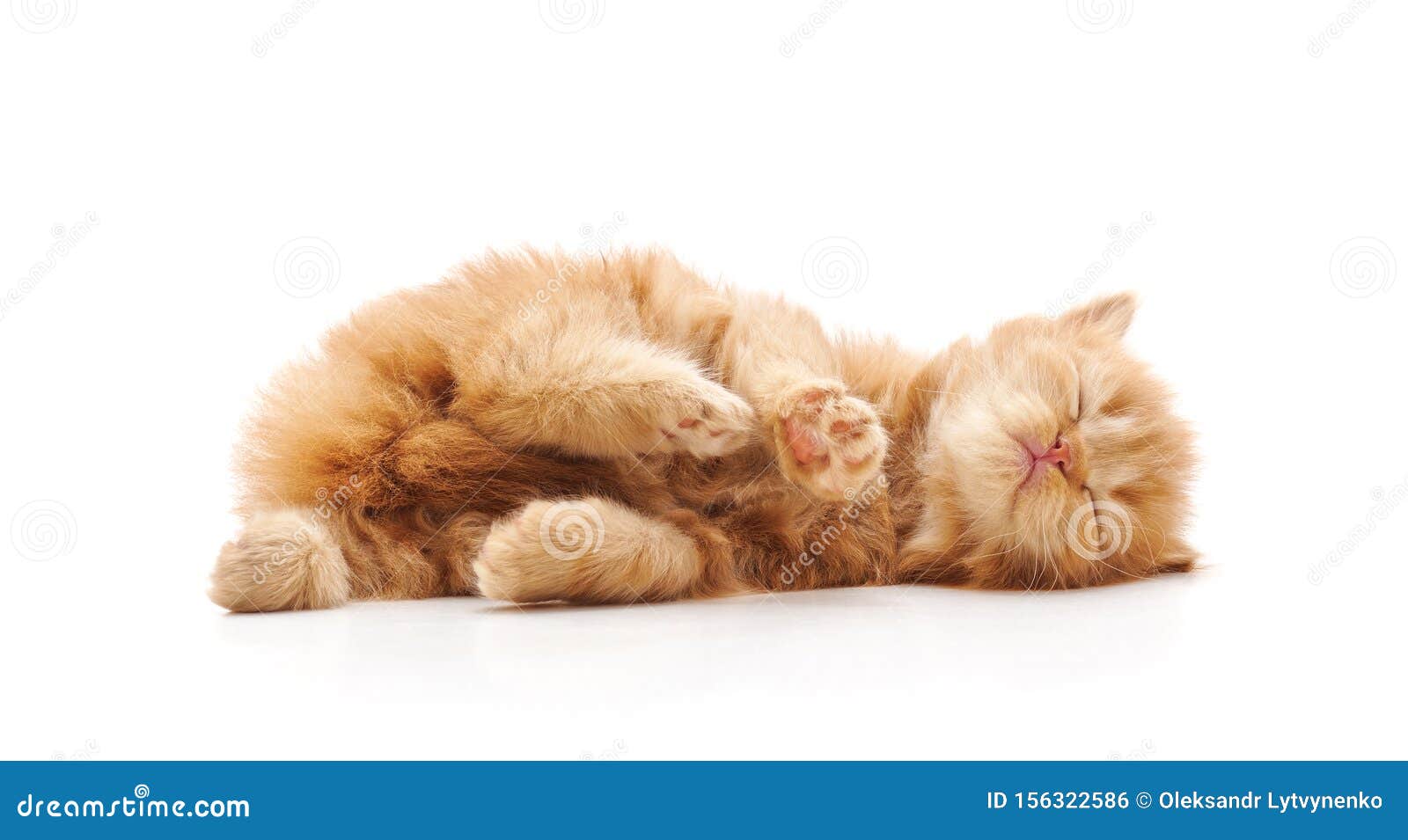 Котенок лежит