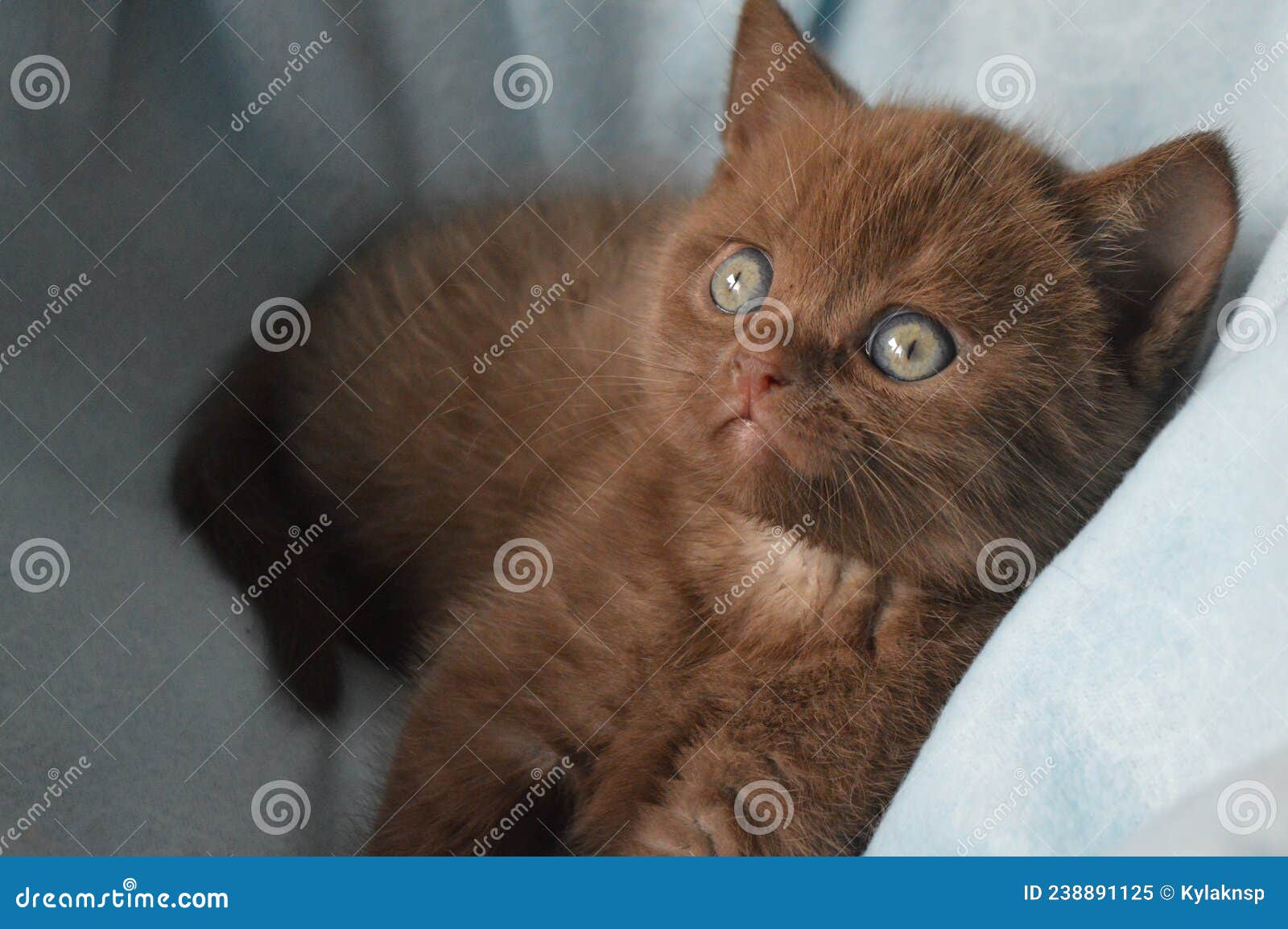 милый кот. кис. котёнка. кот. шоколадный кот. Стоковое Изображение -  изображение насчитывающей кот, прямо: 238891125