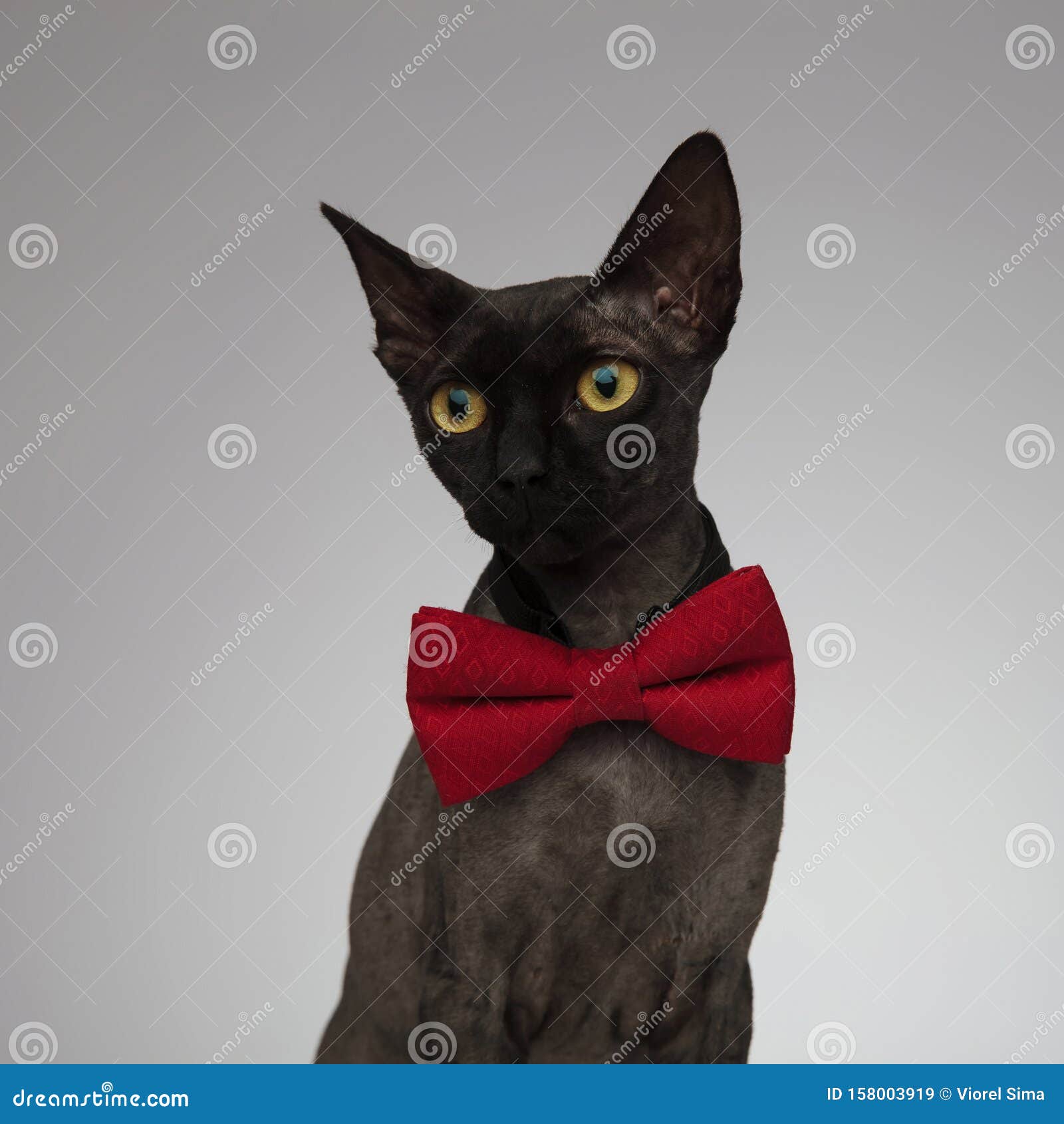 Черный котик в галстуке мем Кот в пиджаке и галстуке (28 фото) in 2024 Cat costumes, Cat costume kids, Cat h