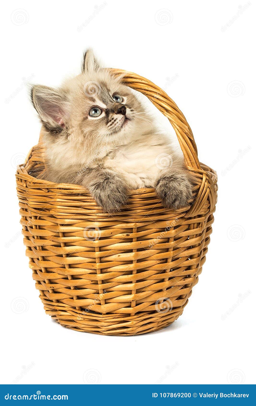 Котята в корзинке картинки