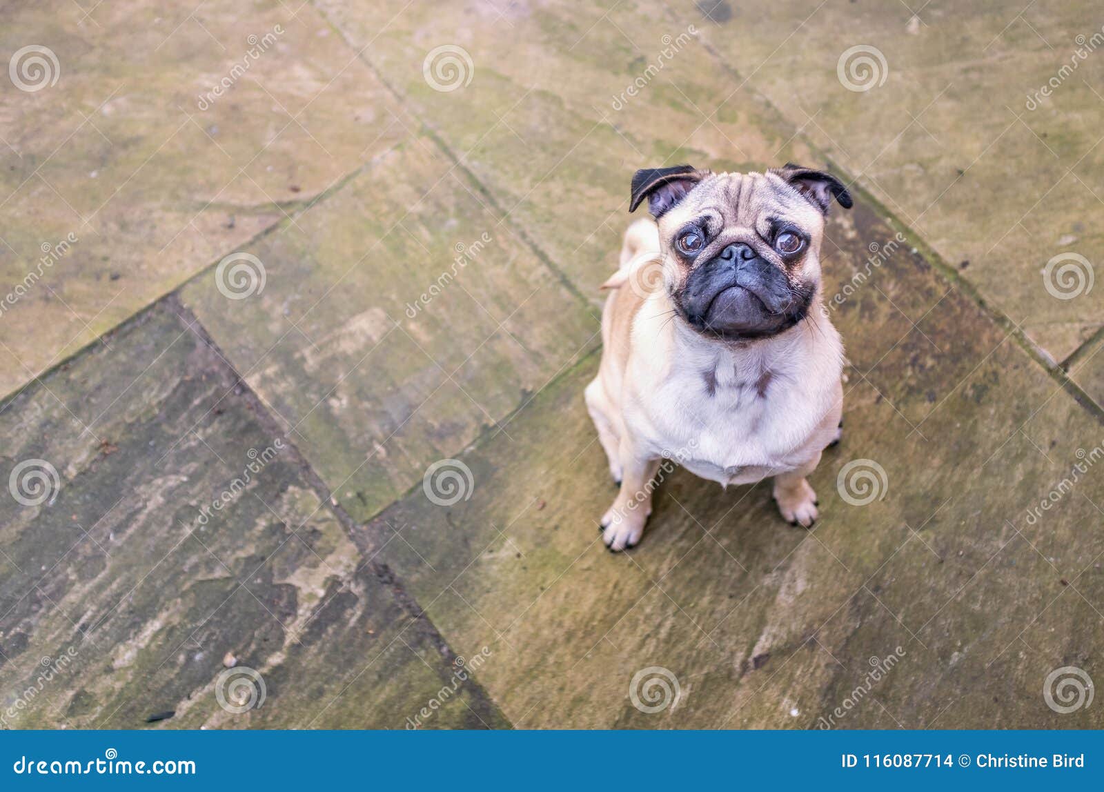 Милый мопс щенка смотря вверх от патио Стоковое Фото - изображение  насчитывающей портрет, затишье: 116087714