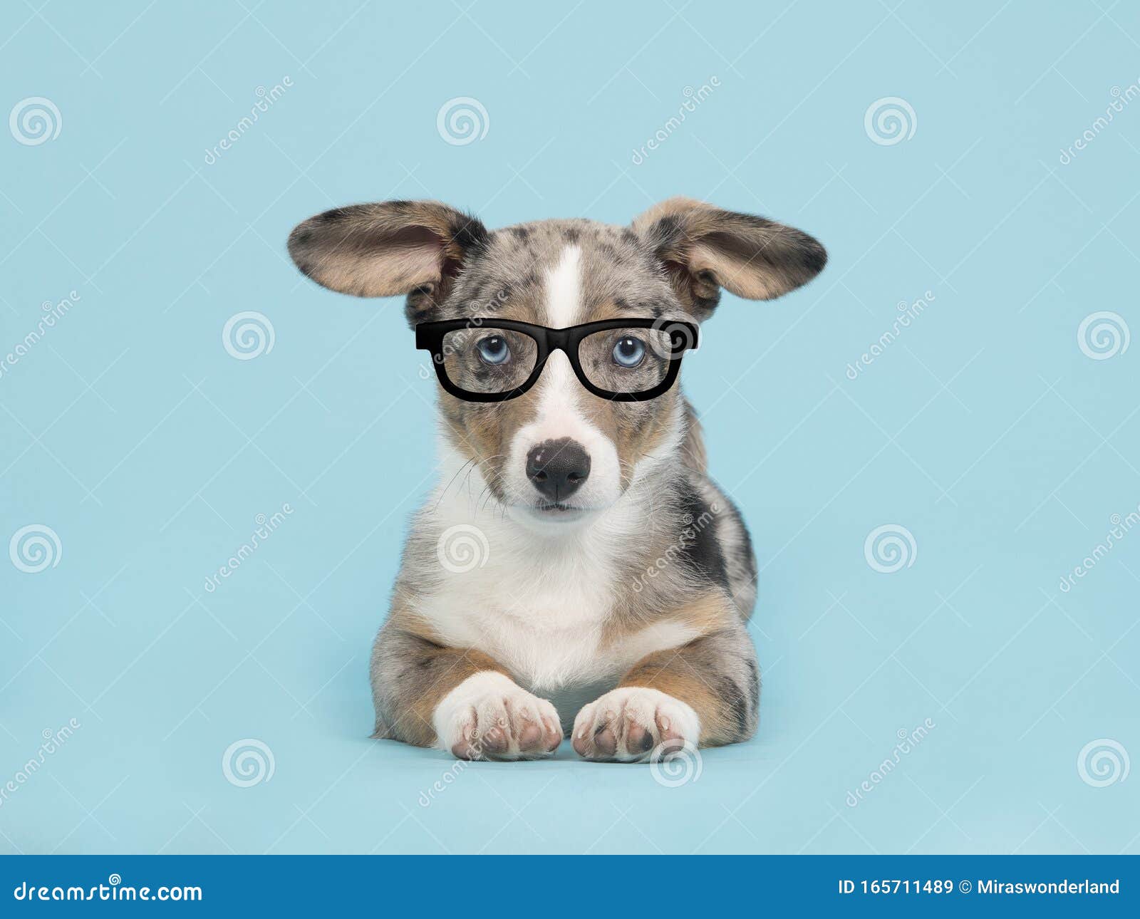 Милый синий мерле сварочный щенок корги с голубыми глазами в черных очках  на голубом фоне Стоковое Изображение - изображение насчитывающей изучение,  велемудро: 165711489