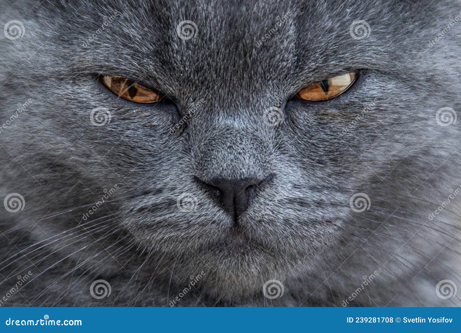 милый трёхмесячный британский котёнок с оранжевыми глазами. Стоковое Фото -  изображение насчитывающей красивейшее, смешно: 239281708