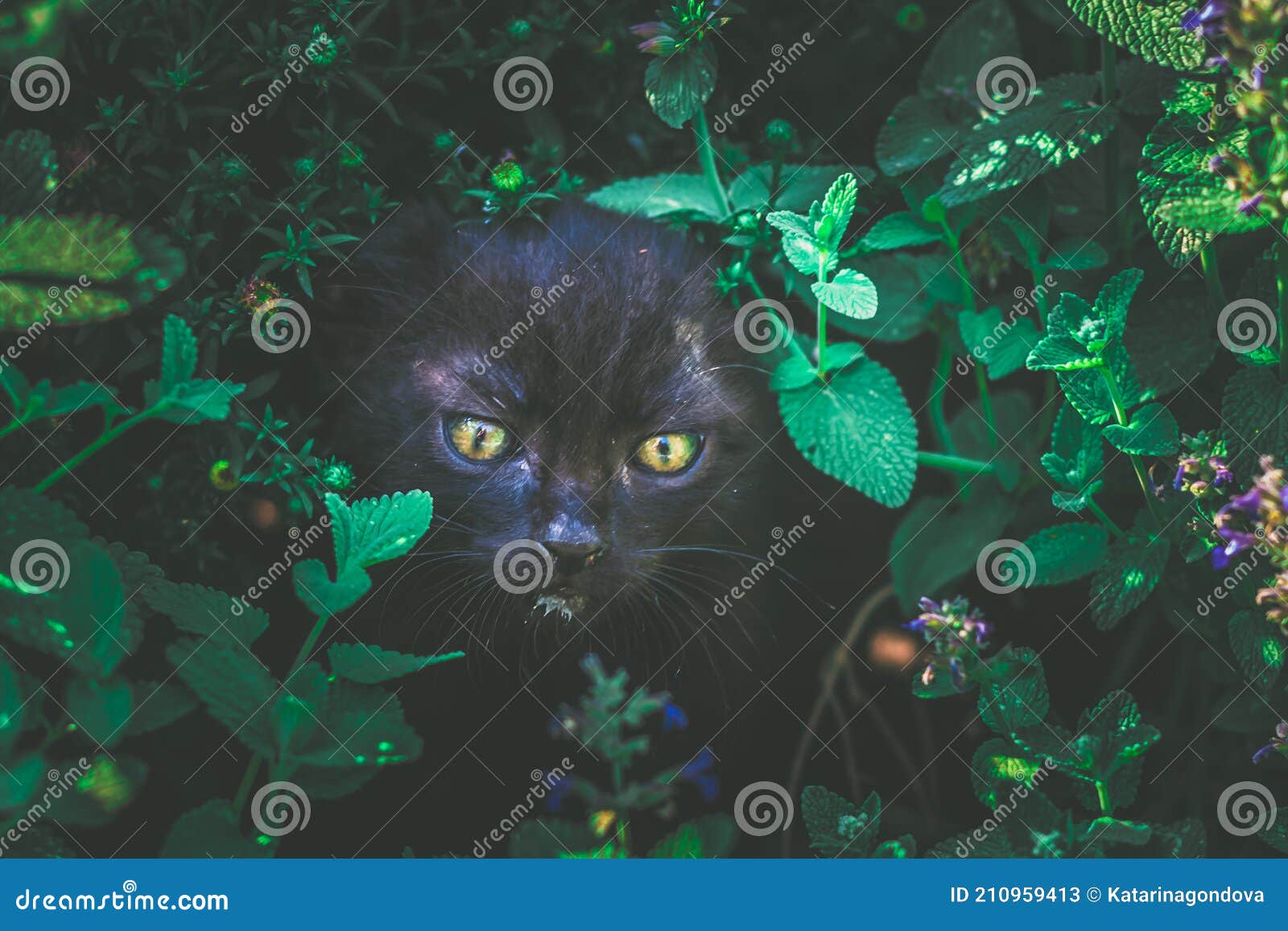 Кот на зеленом фоне