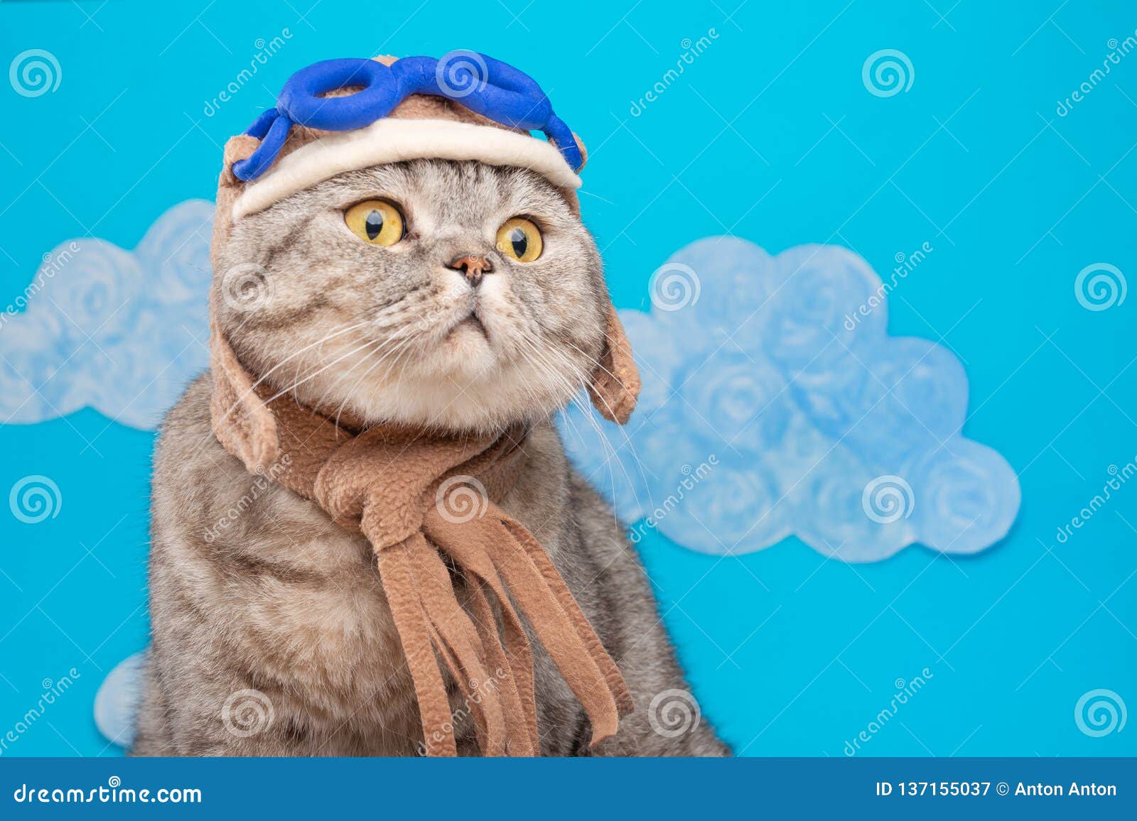 Кот в шлеме