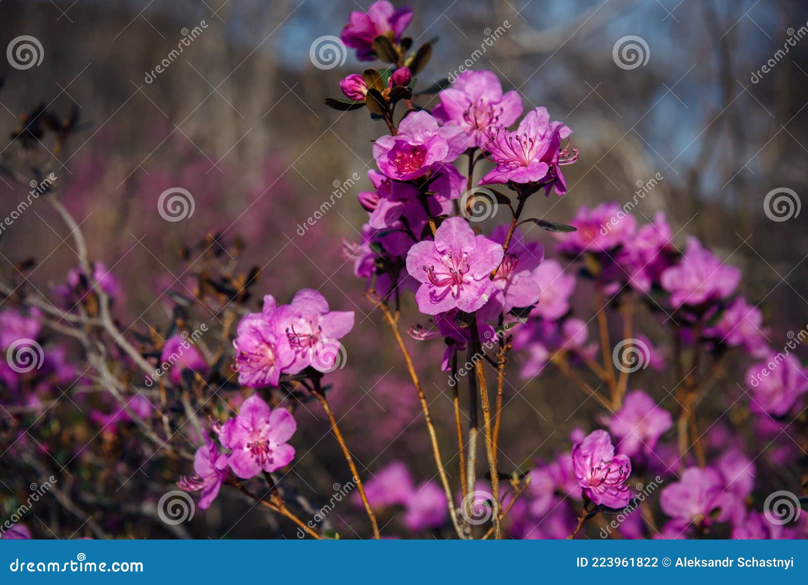 миндальное цветение вишневый цвет крупным планом размытый фон. весенниерозовые цветы на солнечном свете. абстрактный цветочный об Стоковое Фото -изображение насчитывающей востоковедно, буш: 223961822