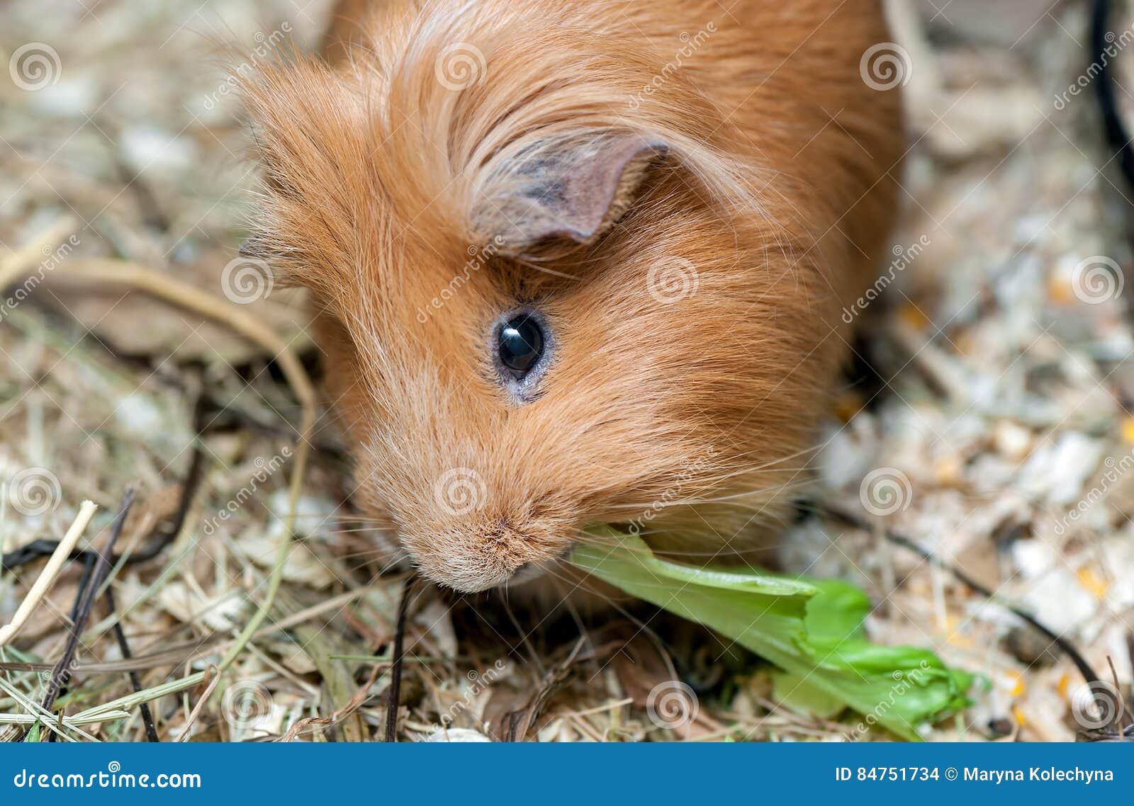 Морские свинки киви. Киви морская Свинка. Салатные листья морским свинкам. Морская Свинка ест огурец. Guinea Pig rat Carrot lettuce сфера 2 класс.