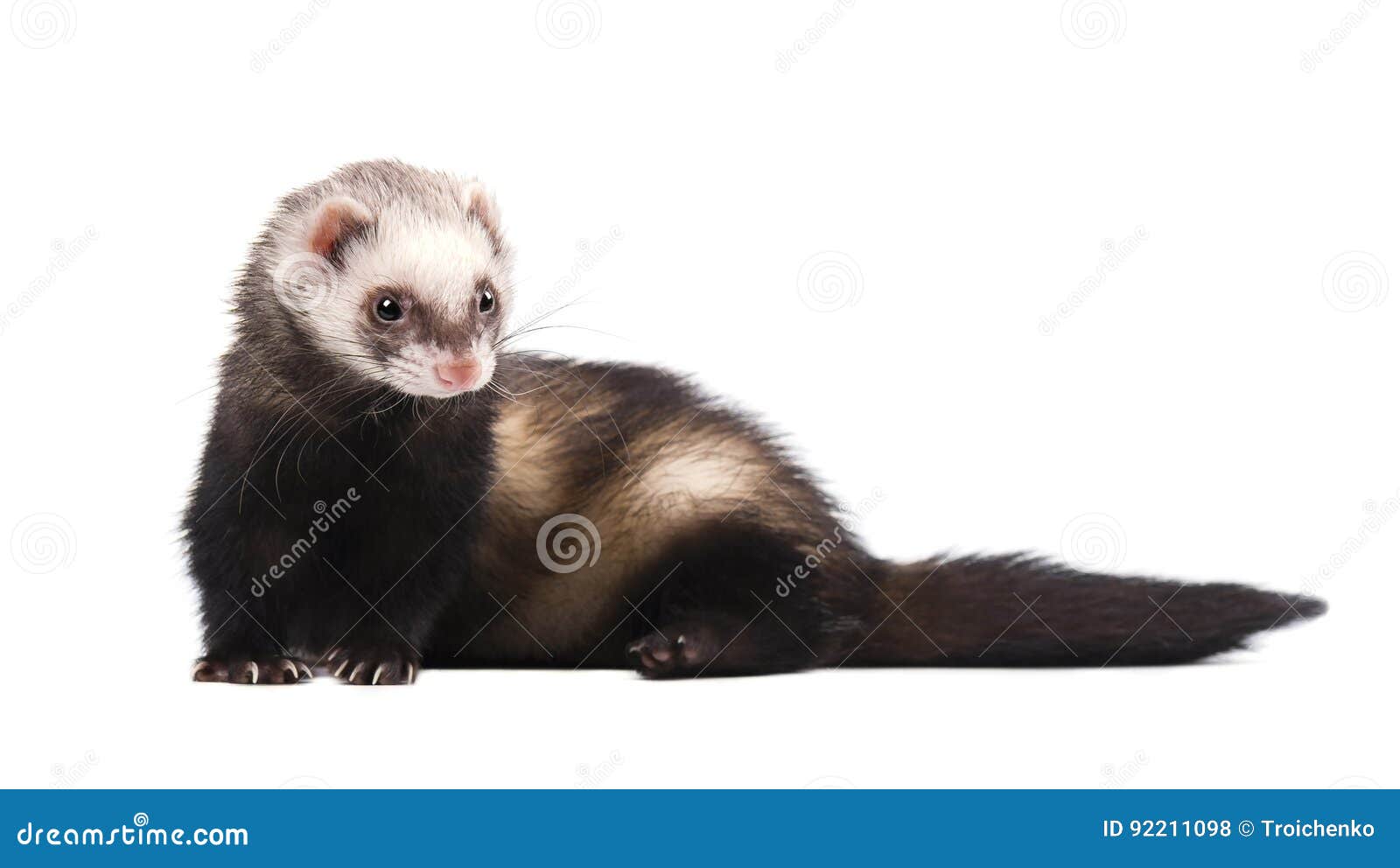 Хорек png