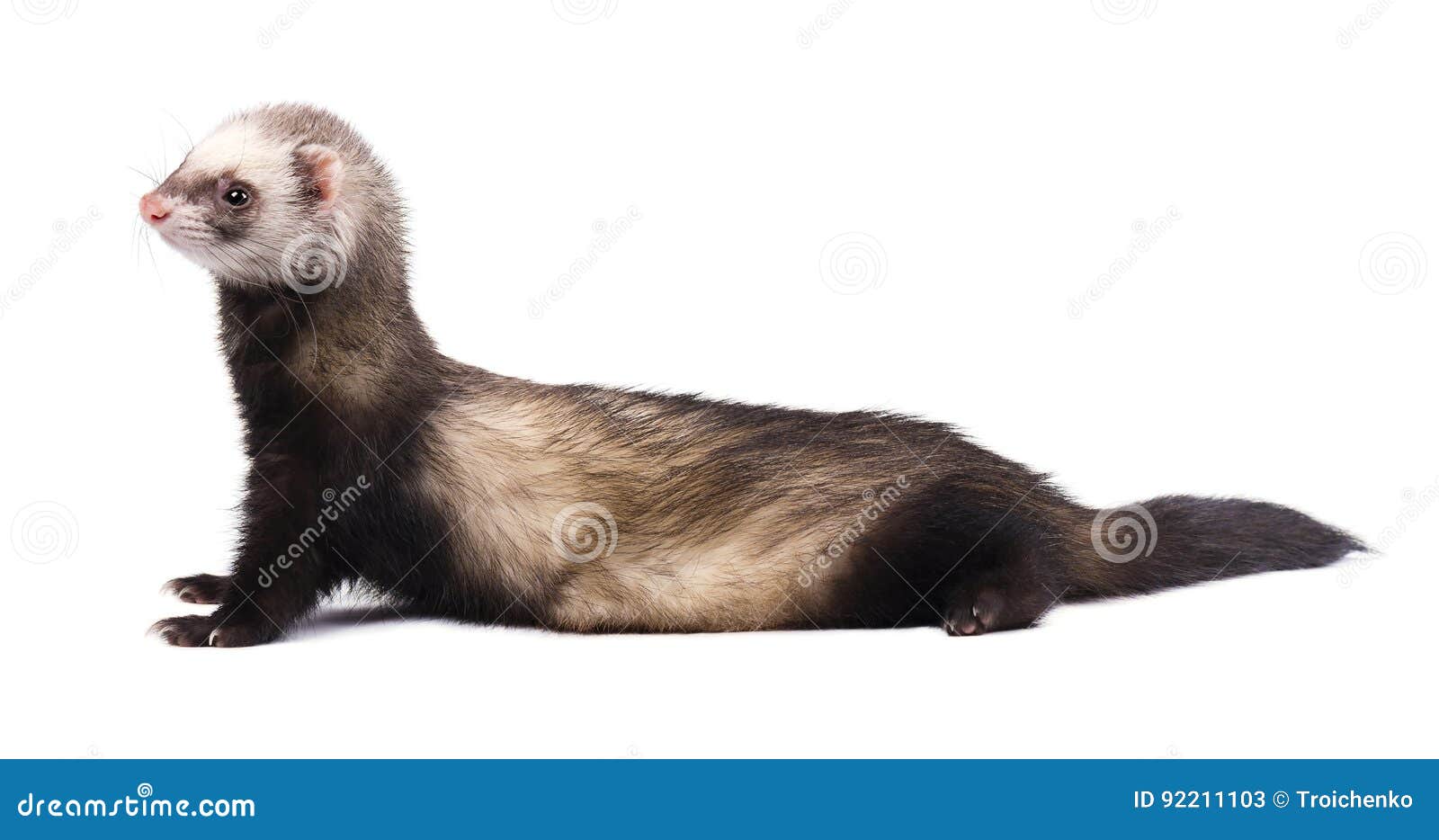 Хорек png