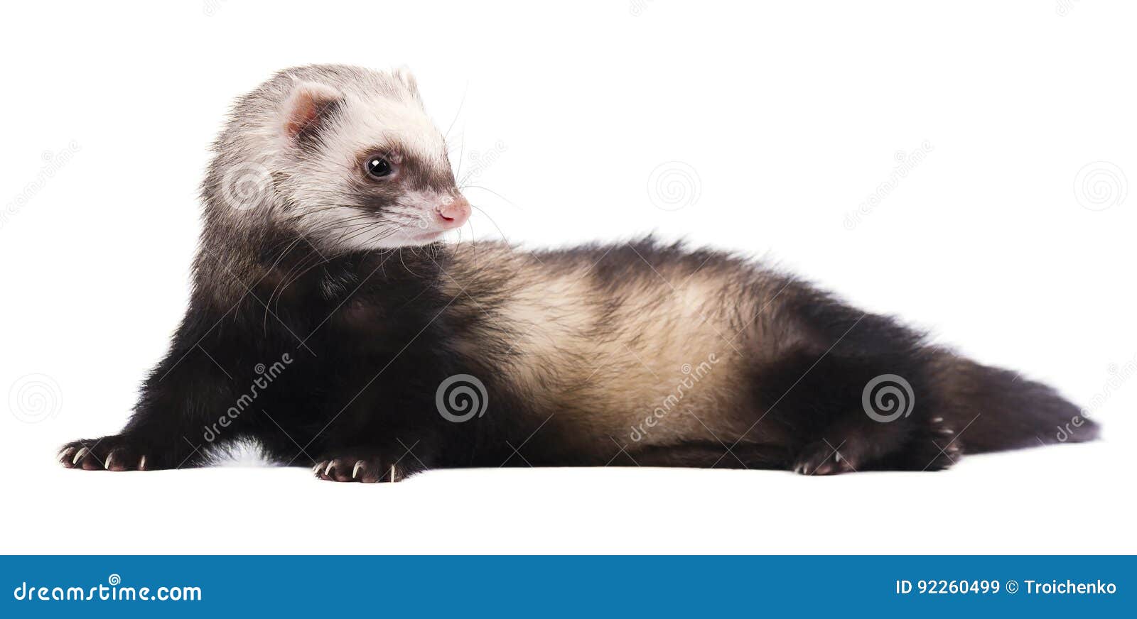 Хорек png