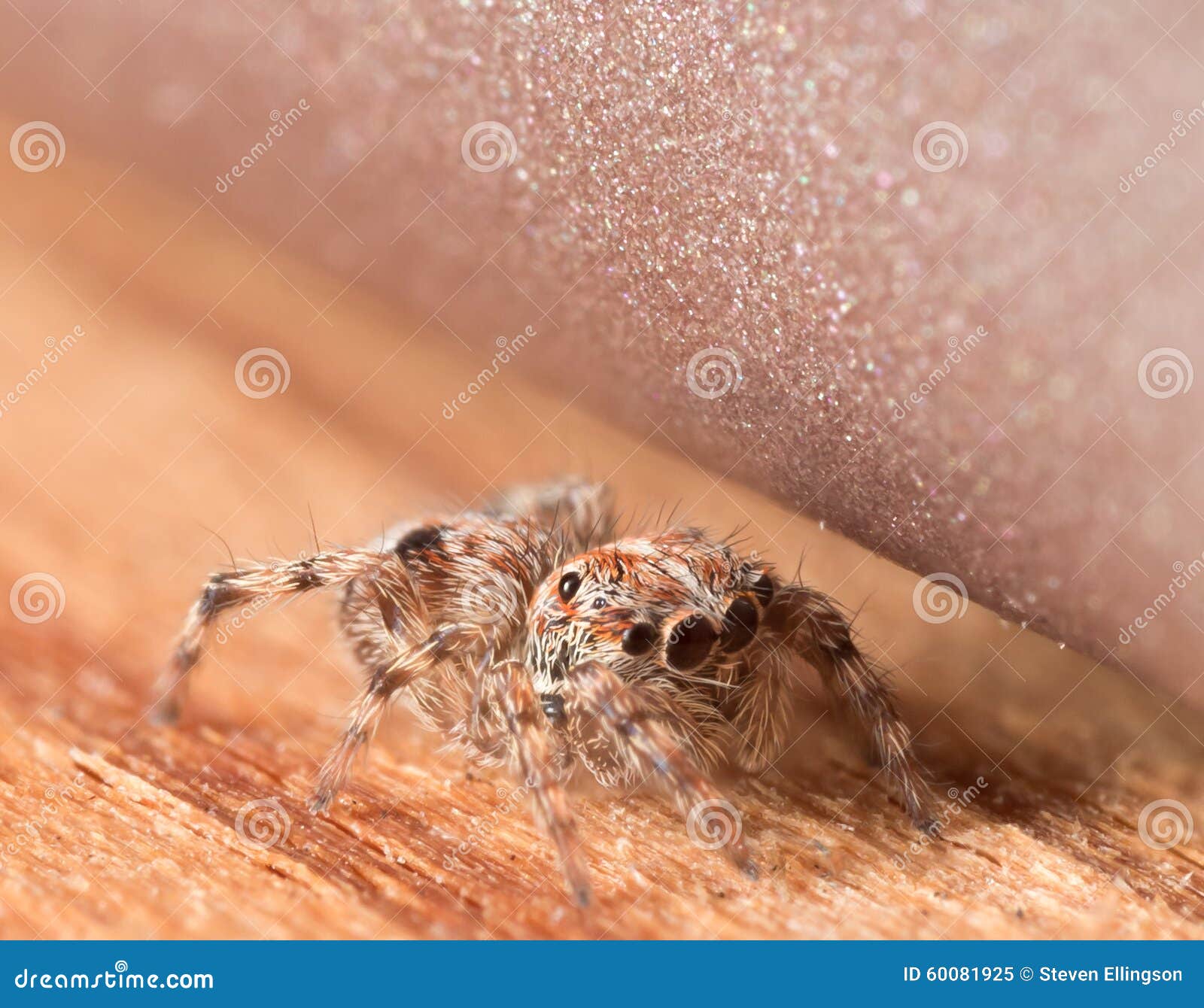 Милый малый скача паук прячет на деревянной поверхности Стоковое  Изображение - изображение насчитывающей насекомые, насекомое: 60081925