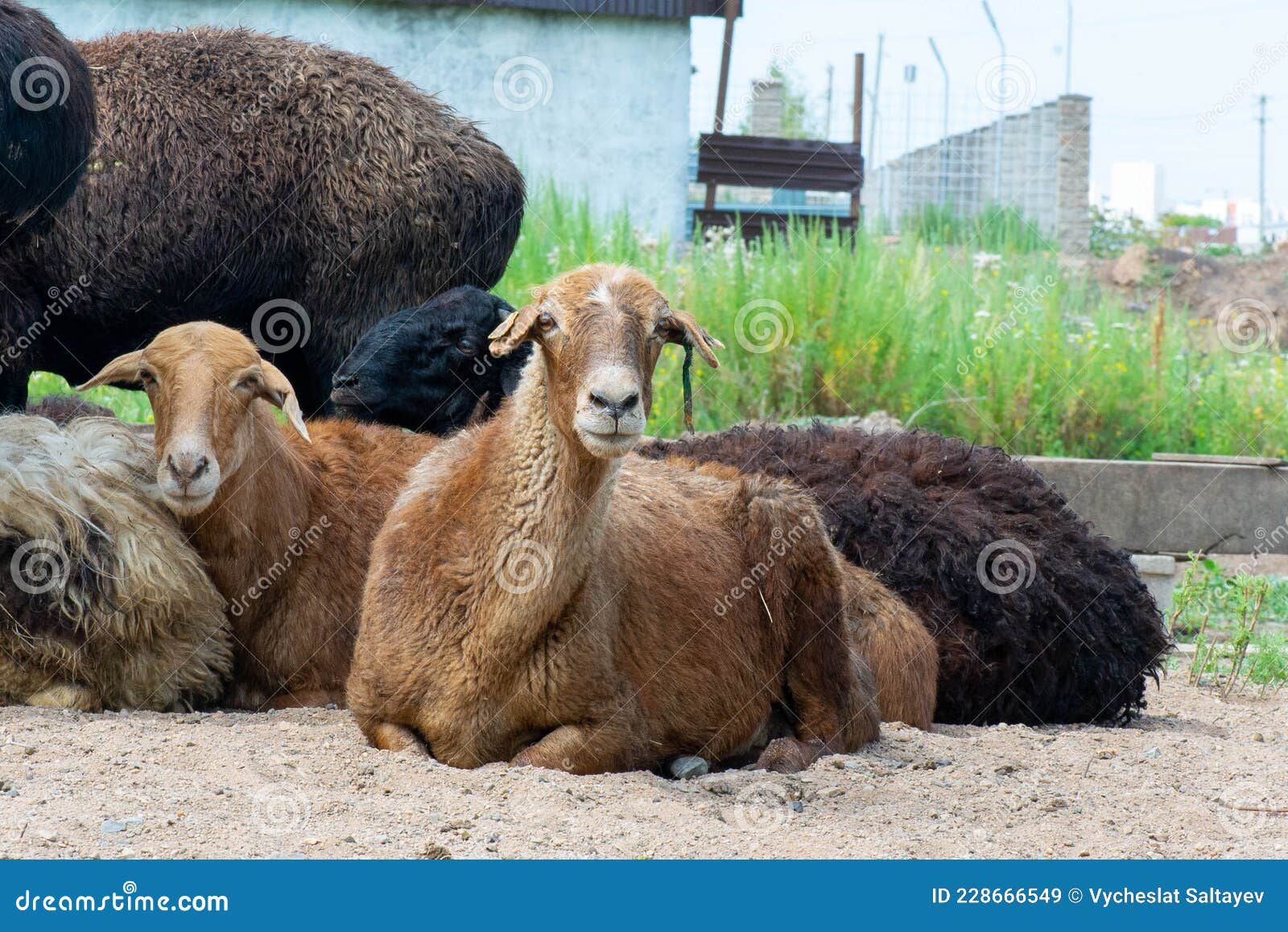много баранов и овец лежат на земле Стоковое Изображение - изображение  насчитывающей человек, биографической: 228666549