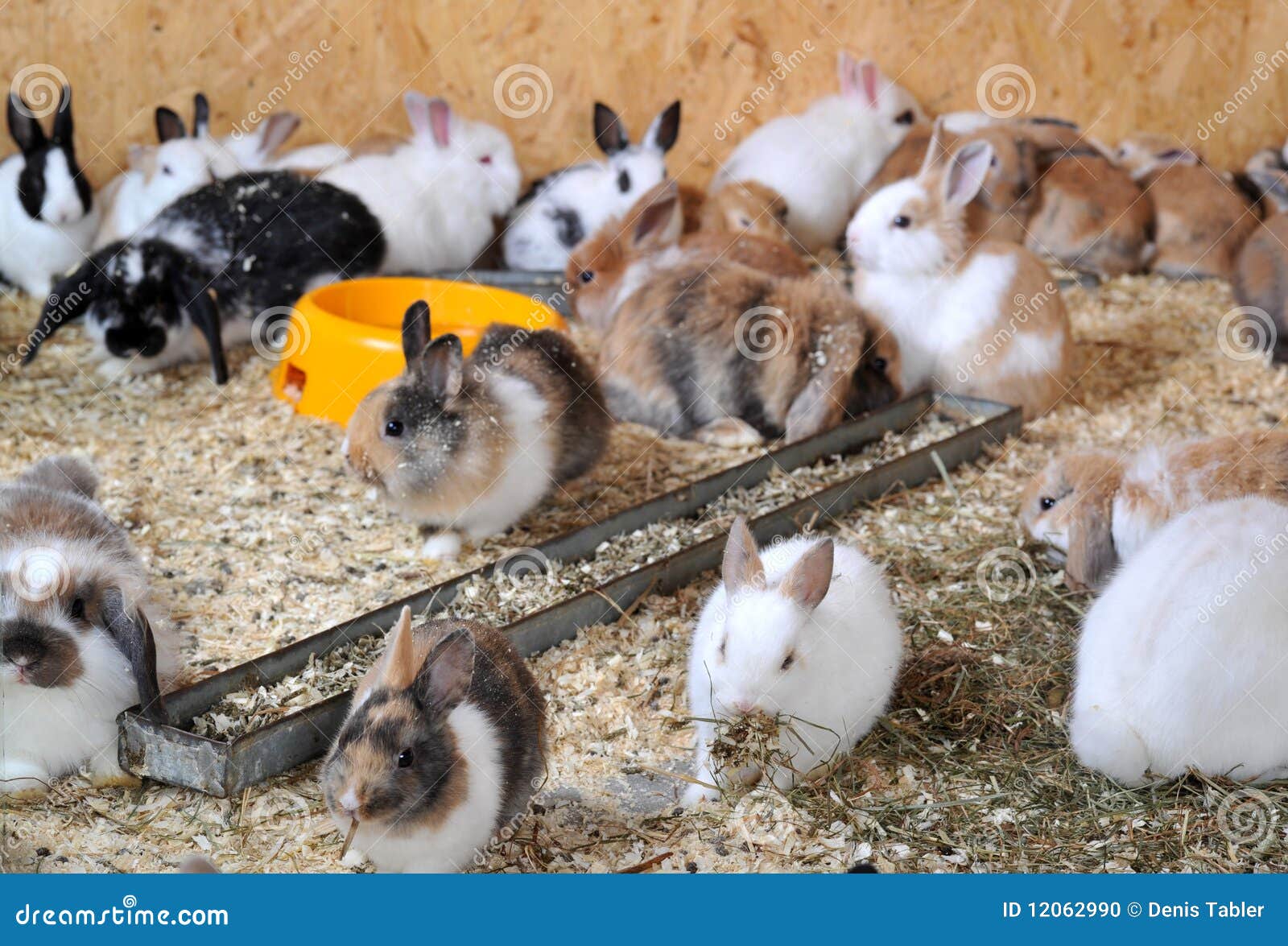 В питомнике живет несколько кроликов разного. Много кроликов. Много маленьких кроликов. Толпа кроликов. Кролики много кроликов.