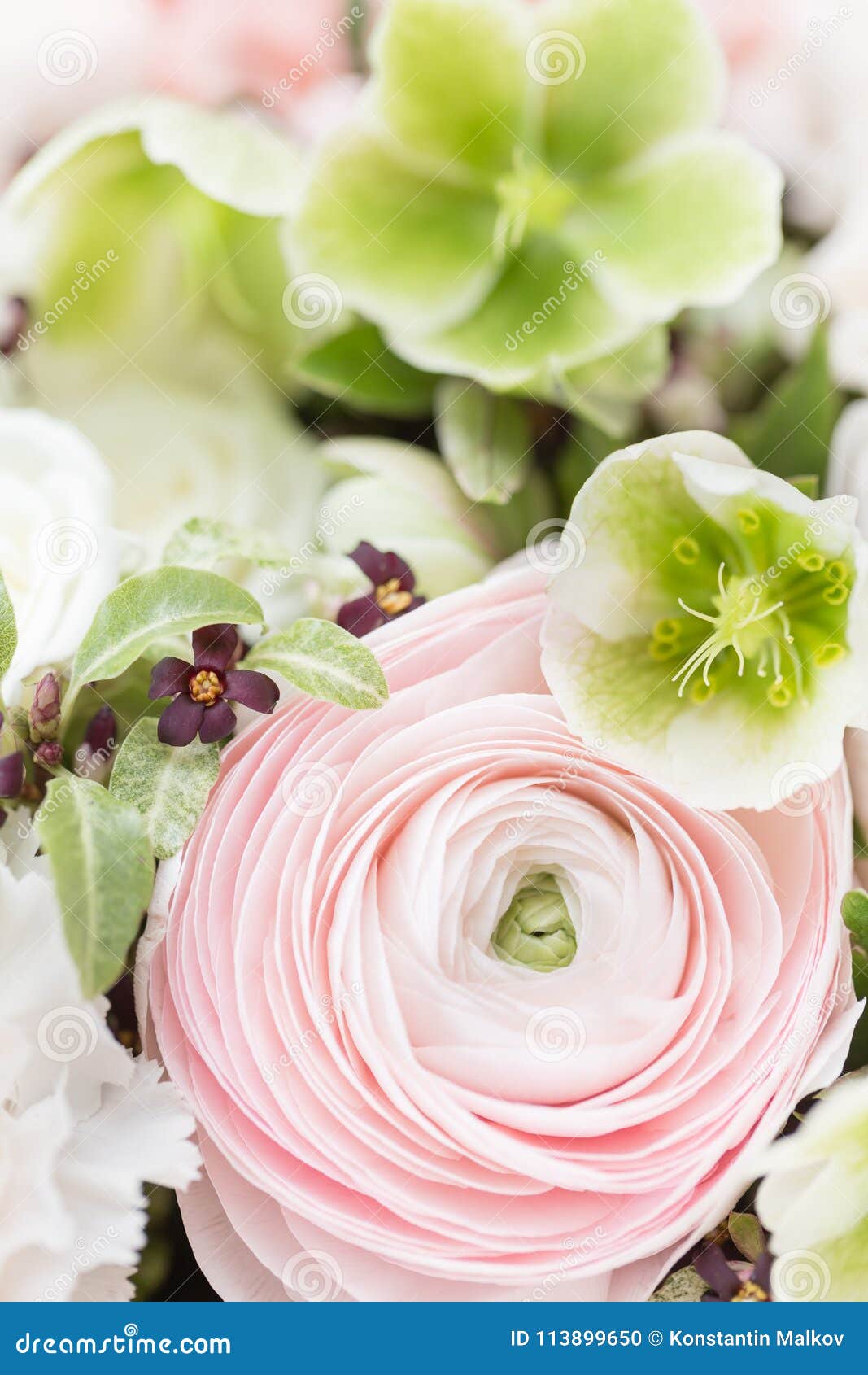 Ранункулюсы pale Pink