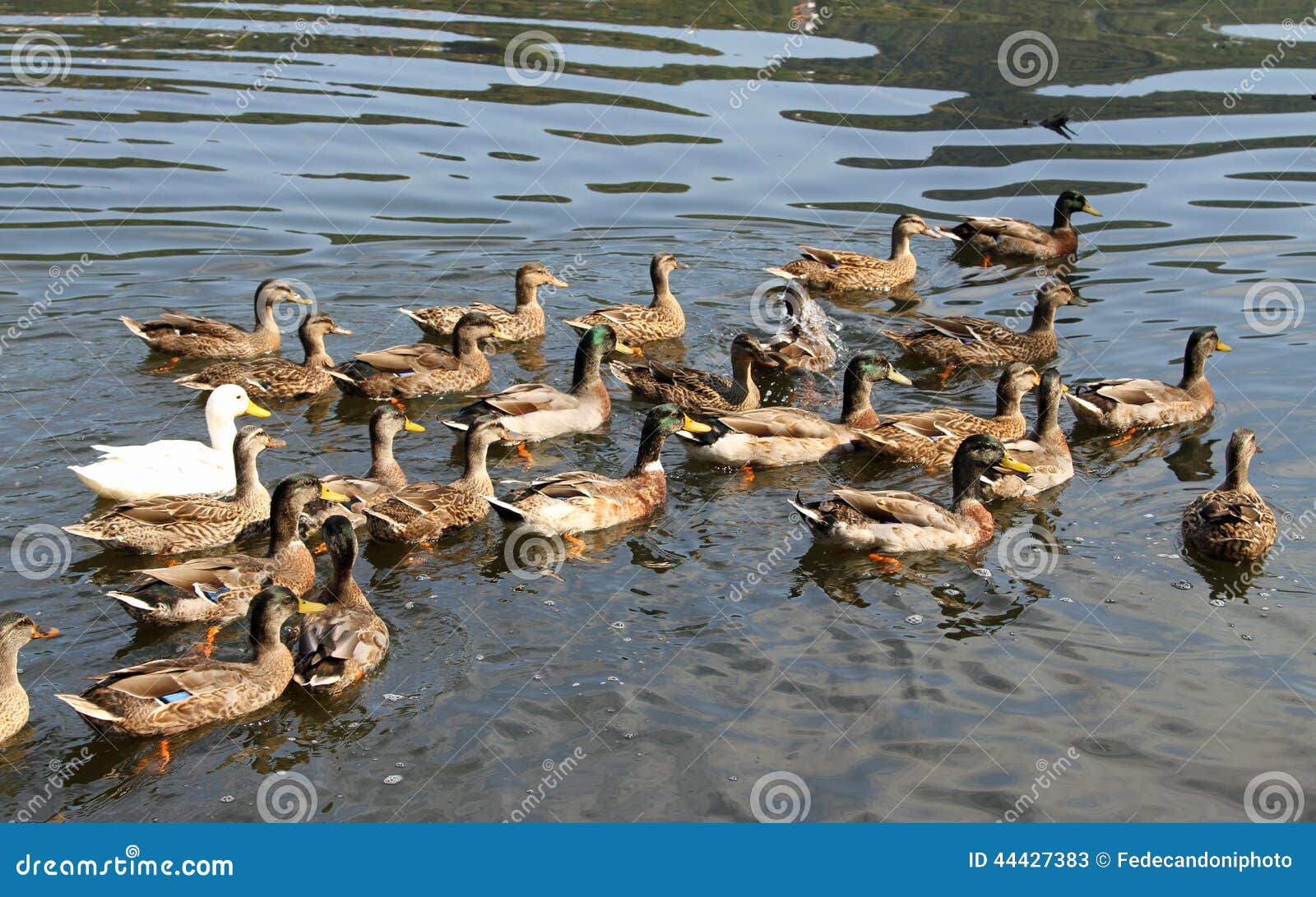 В пруду плавали несколько уток и 16. Усадьба крякв Goose Goose Duck. Много уток на пруду. Пруд на ферме. Ферма пруд для уток.