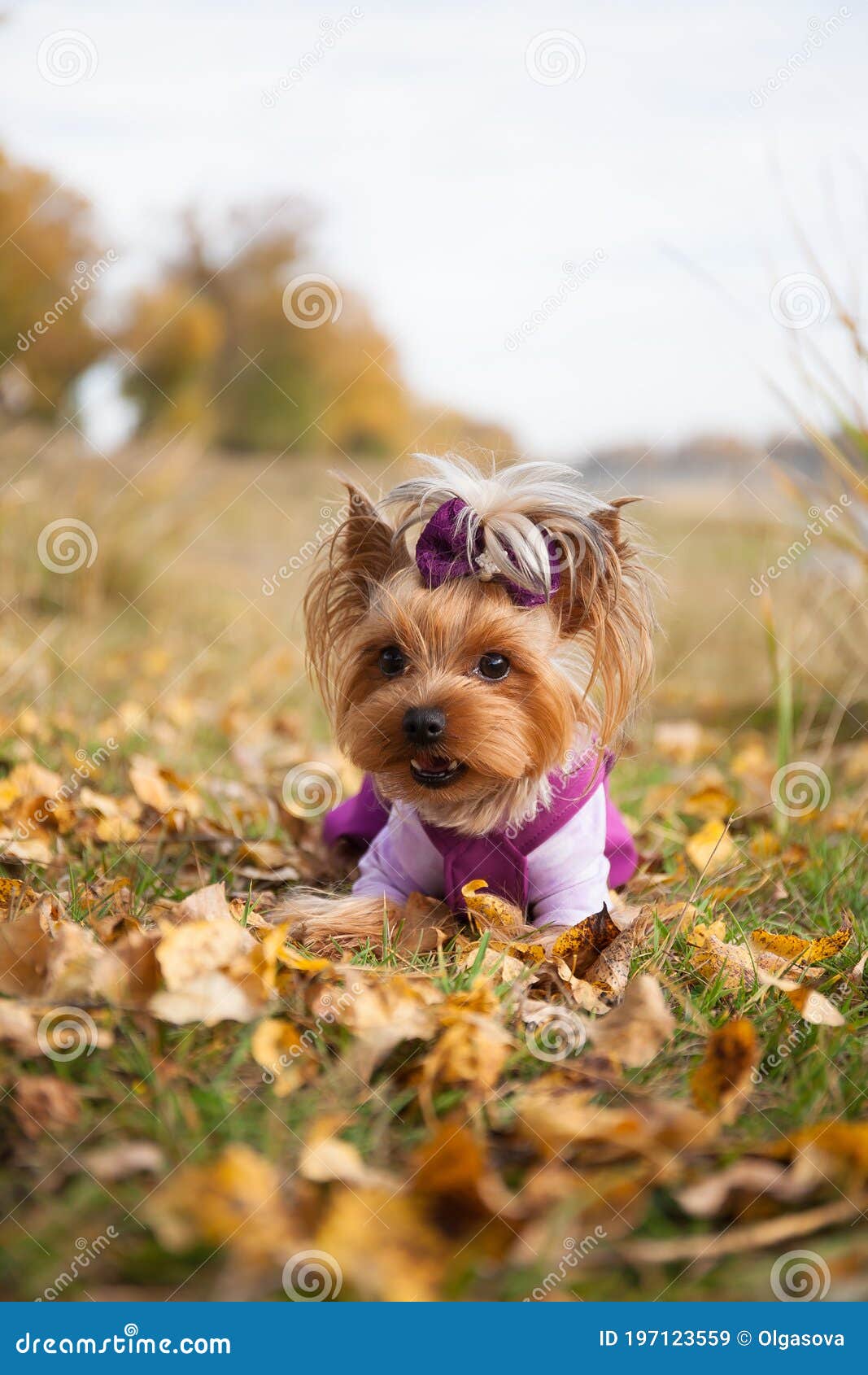 Модный йоркширский терьер маленькой собаки в одежде на прогулке в парке осенью. Стоковое Изображение - изображение насчитывающей парк, модно: 197123559