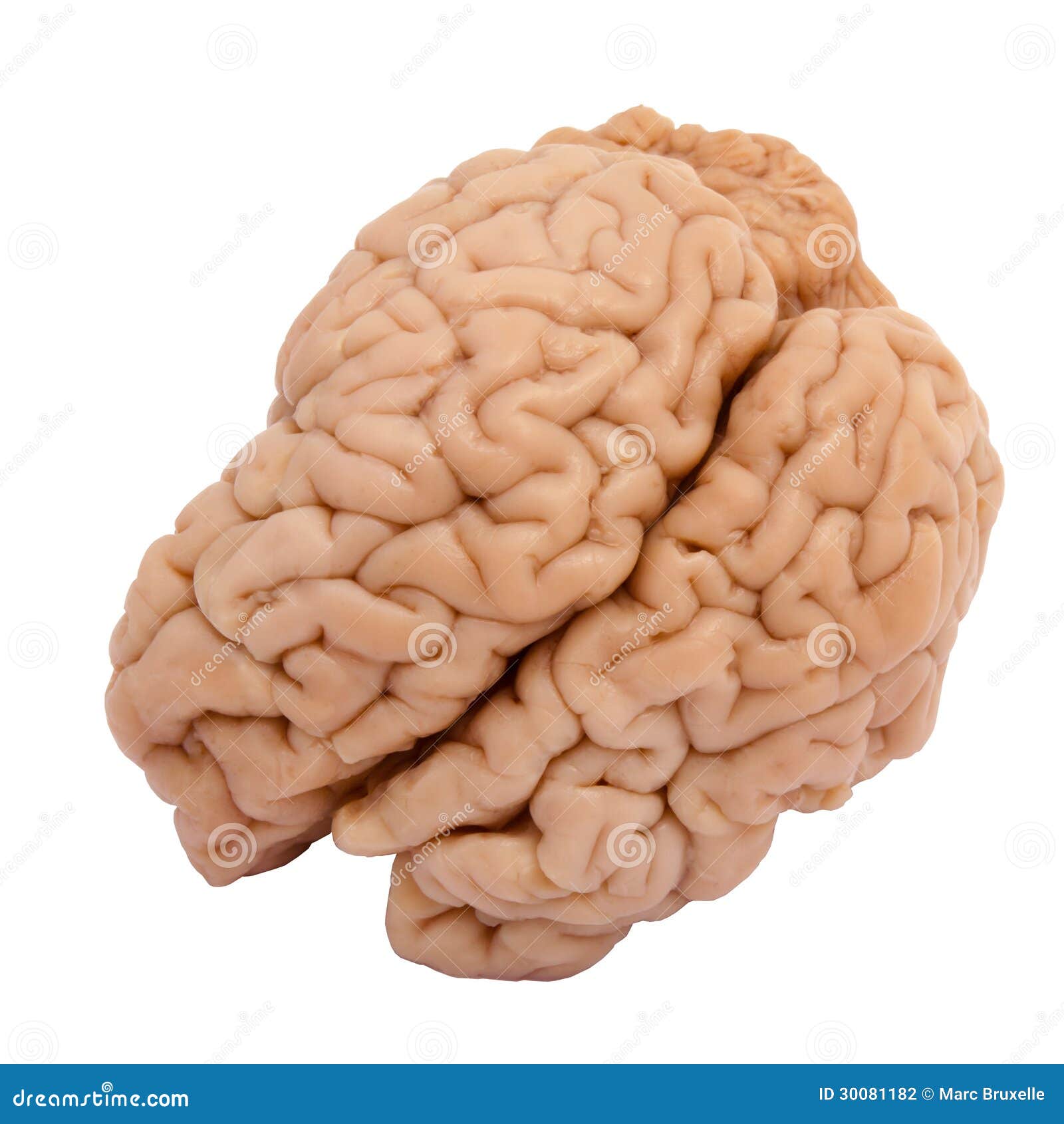 Мозг Реальное Фото