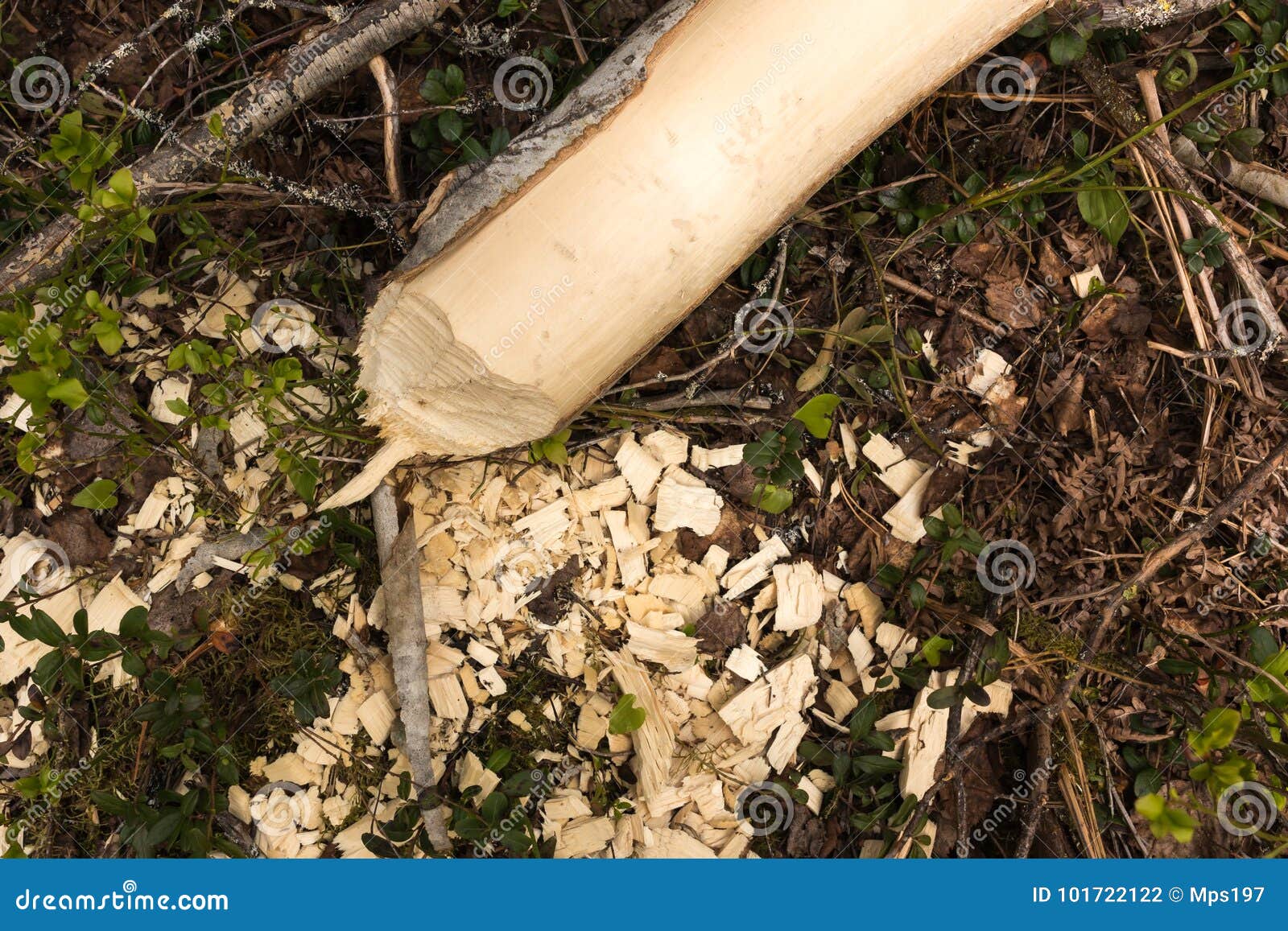 Молодая осина отрезанная и, который слезанная бобр Стоковое Фото -  изображение насчитывающей сгрызено, сгрызите: 101722122