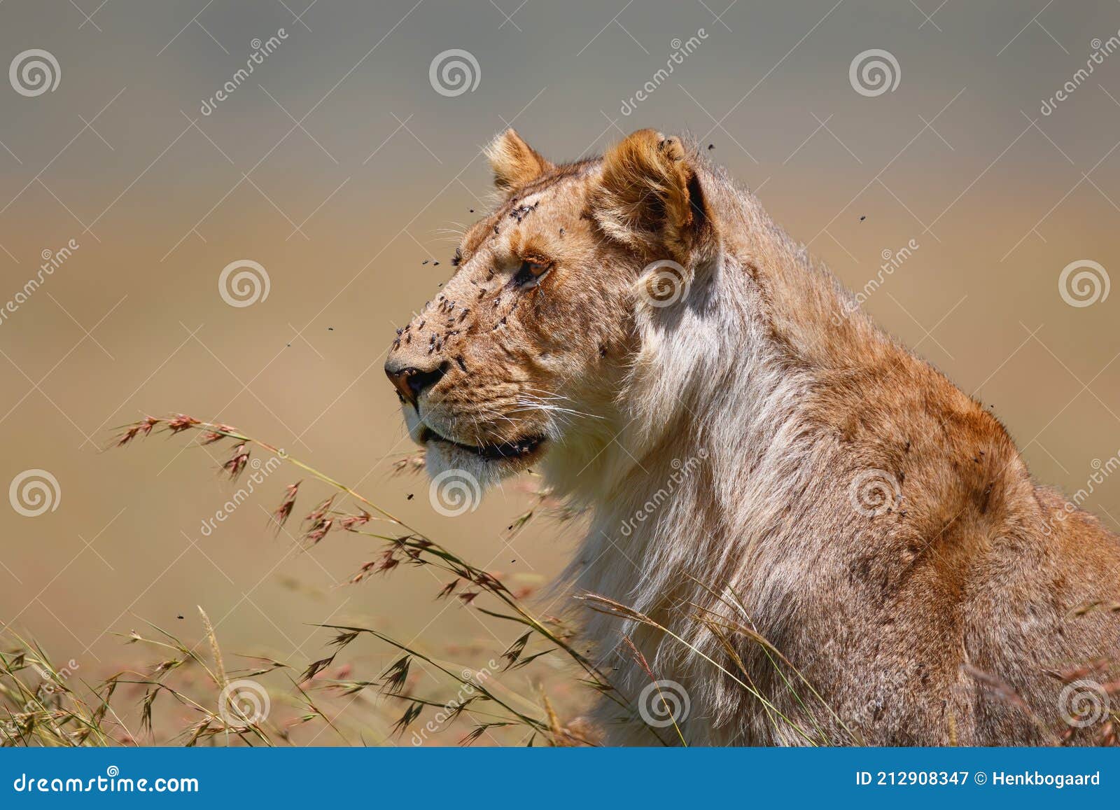 Молодой и очень худой мужчина льва Стоковое Изображение - изображение  насчитывающей восточно, масаев: 212908347