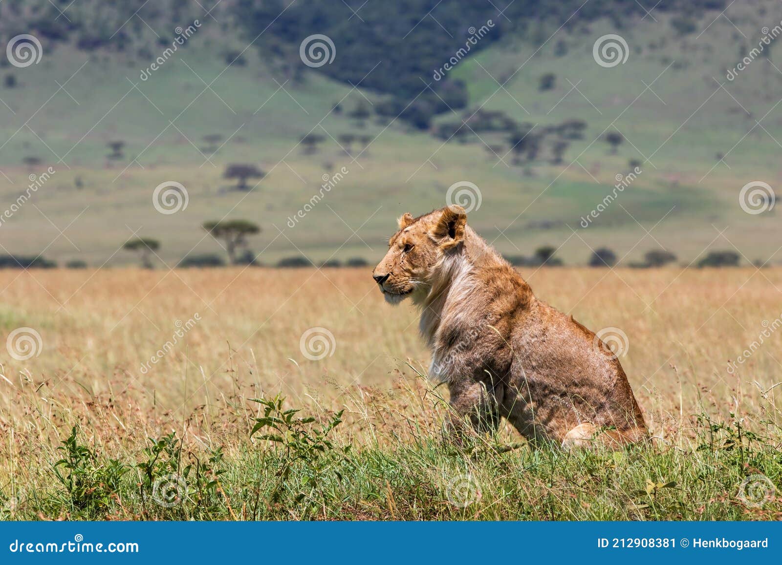 Молодой и очень худой мужчина льва Стоковое Изображение - изображение  насчитывающей кошачий, тоще: 212908381