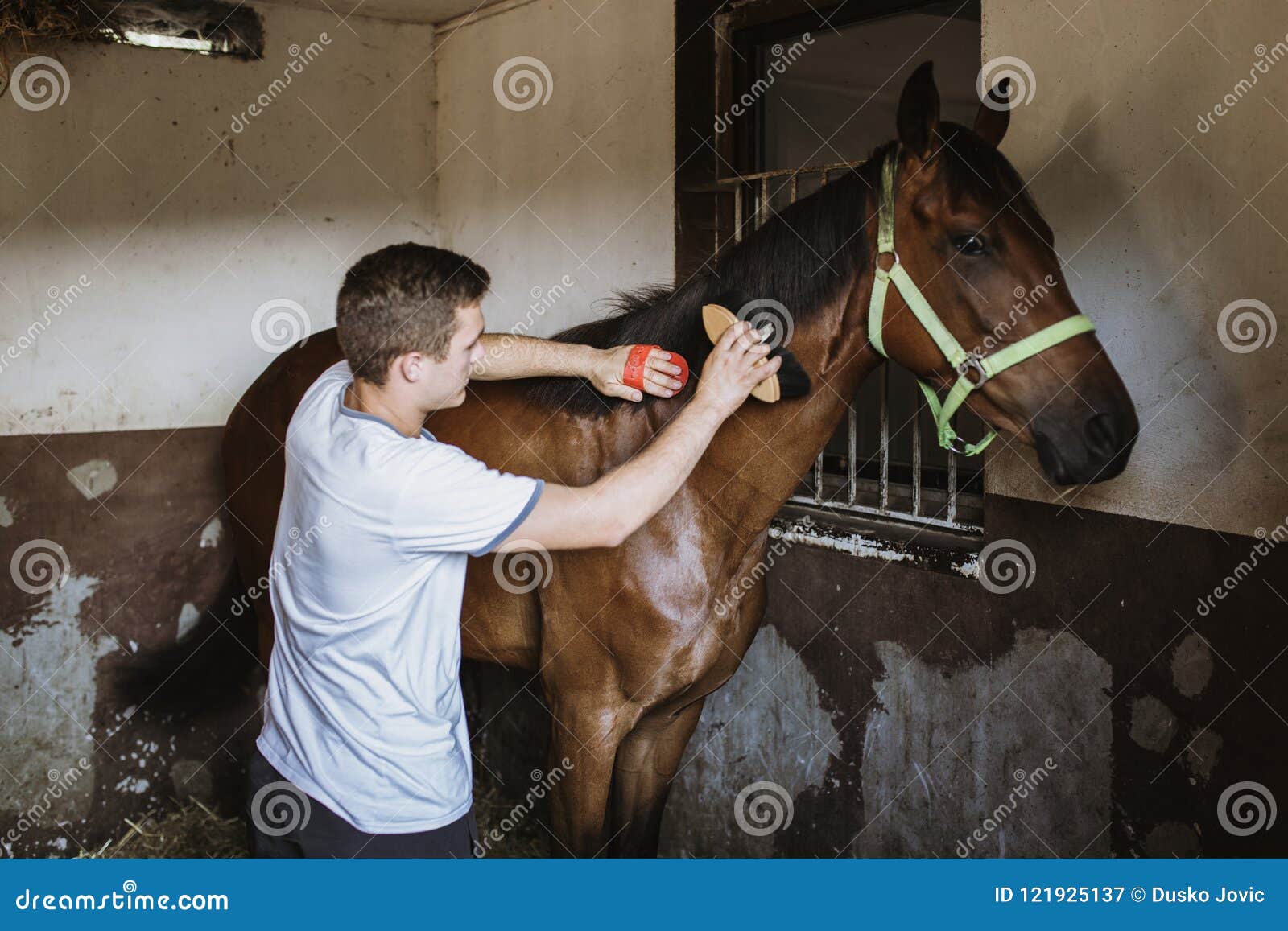 Ухаживание за лошадьми. Подросток на лошади. Как называется человек который ухаживает за лошадьми. Как называется человек который ухаживает за лошадьми. Мытье лошади.