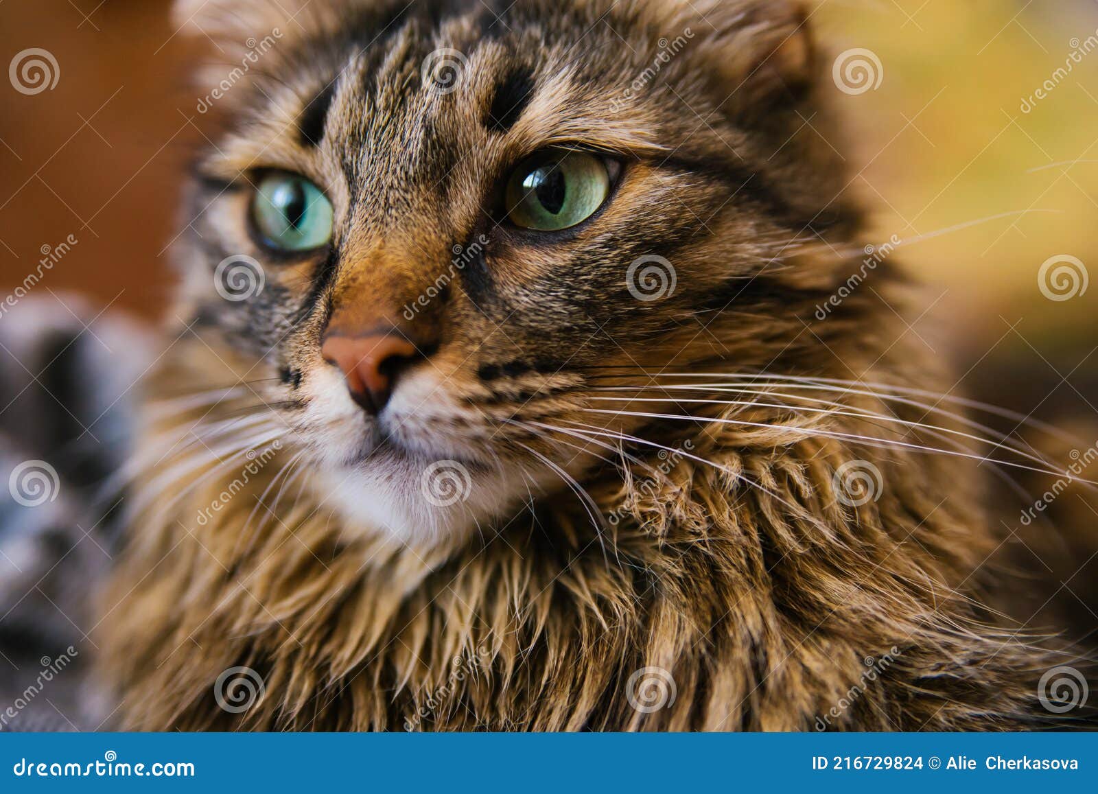 морда пушистой кошки смотрит в чулан Стоковое Фото - изображение  насчитывающей любознательно, мясоед: 216729824