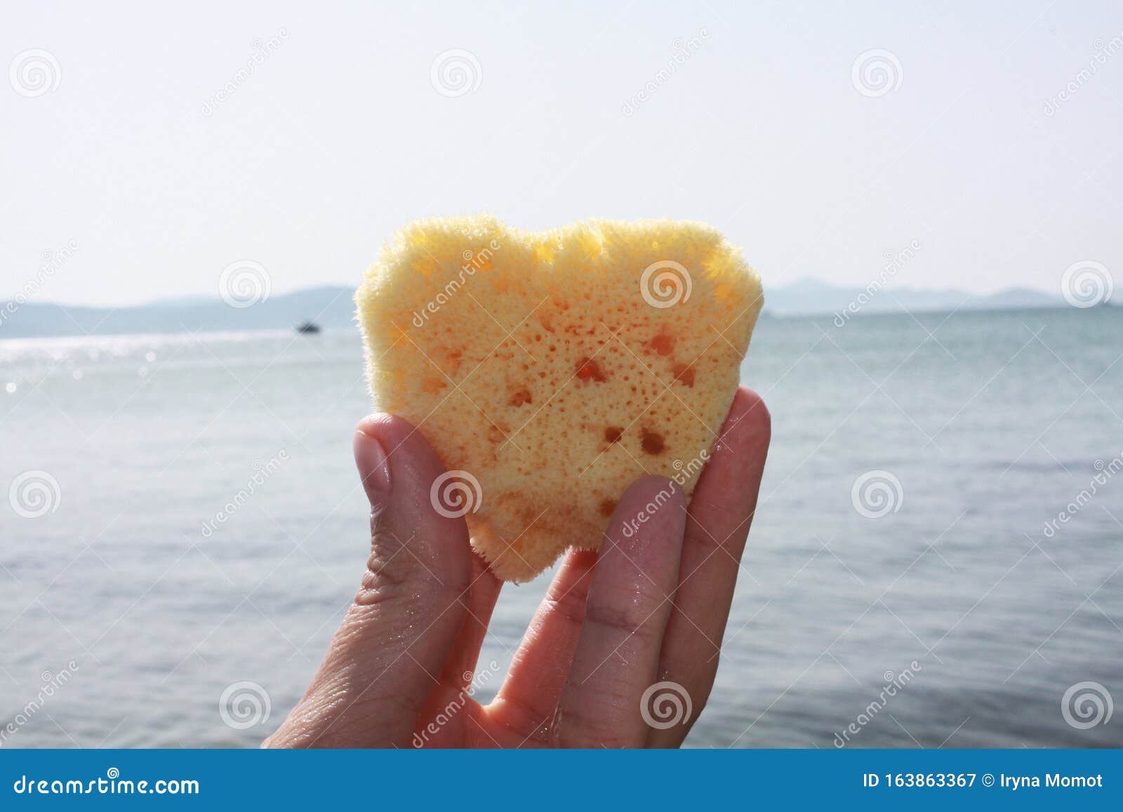 Морские Губки Фото В Море Морские Губки Фото В Море