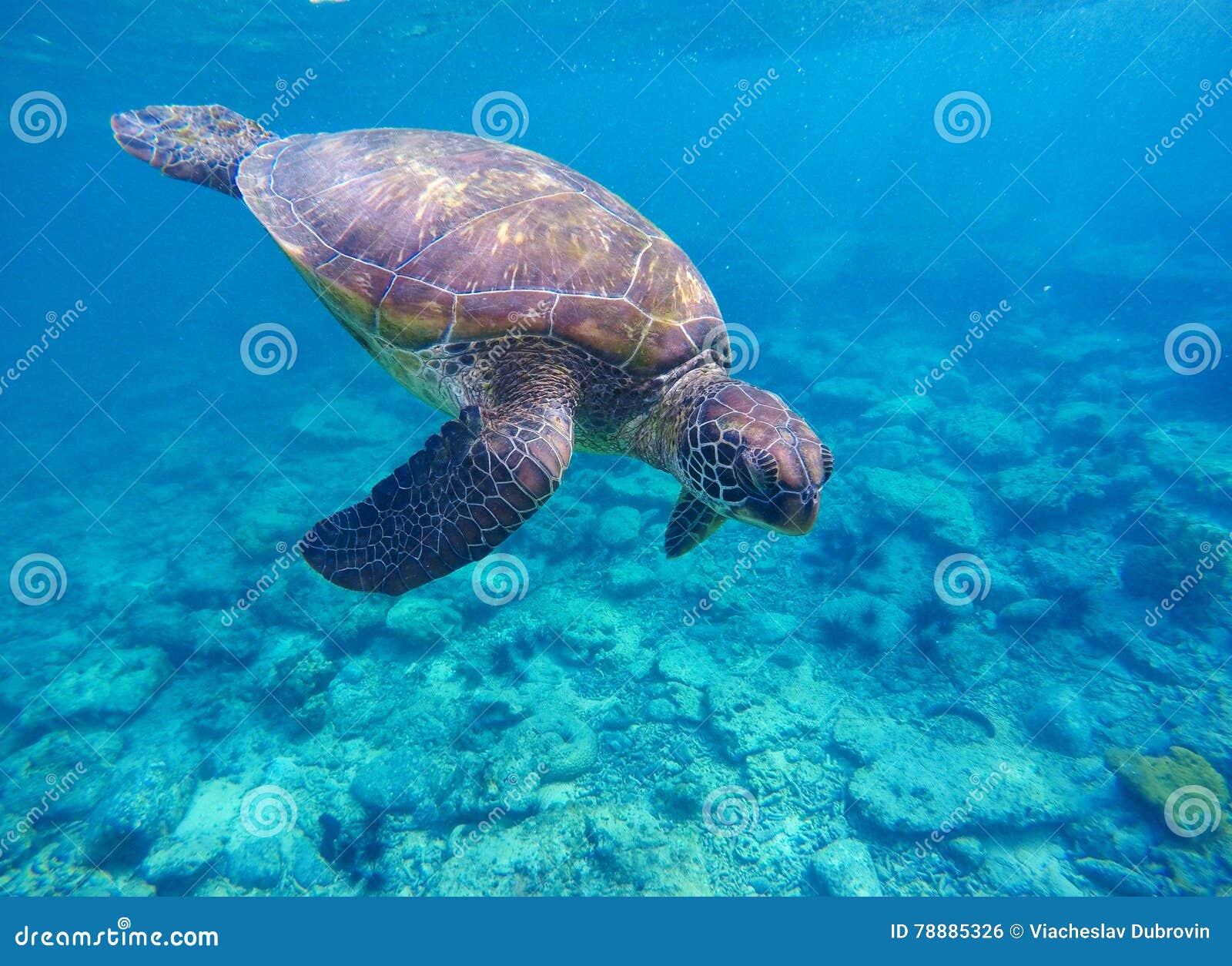 Черепаха В Море Фото