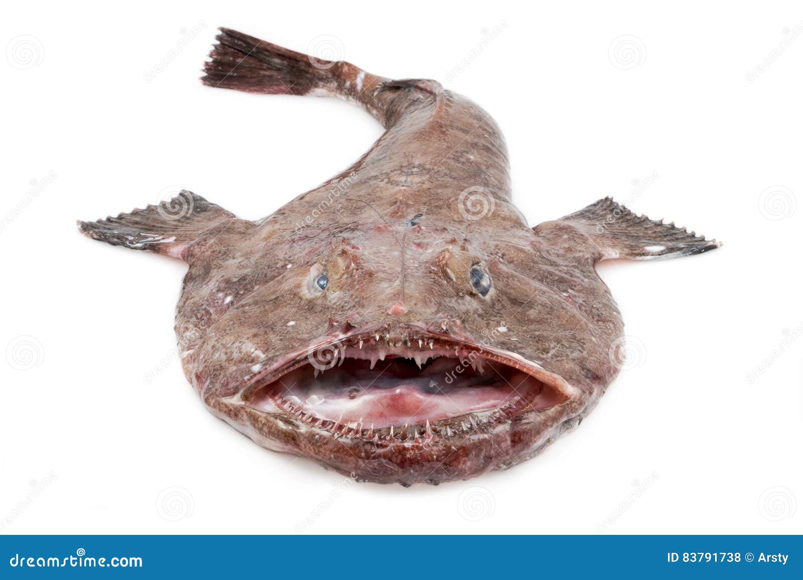 Lophius brachysomus