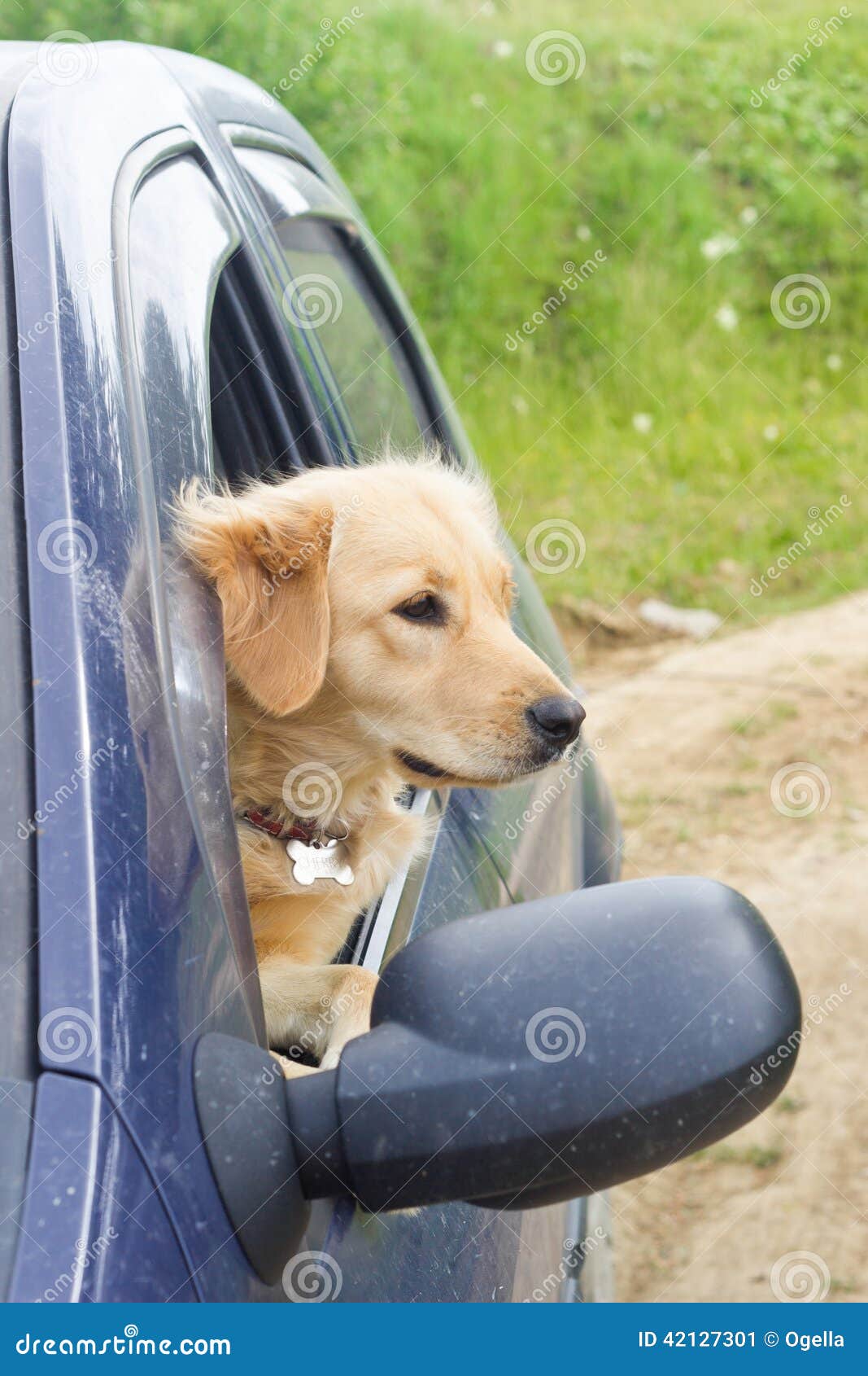 Девушка в окне машины. Девушка высовывается из машины. Собака из окна машины посад. Выглянул из окна машины. Счастливая женщина на машине.