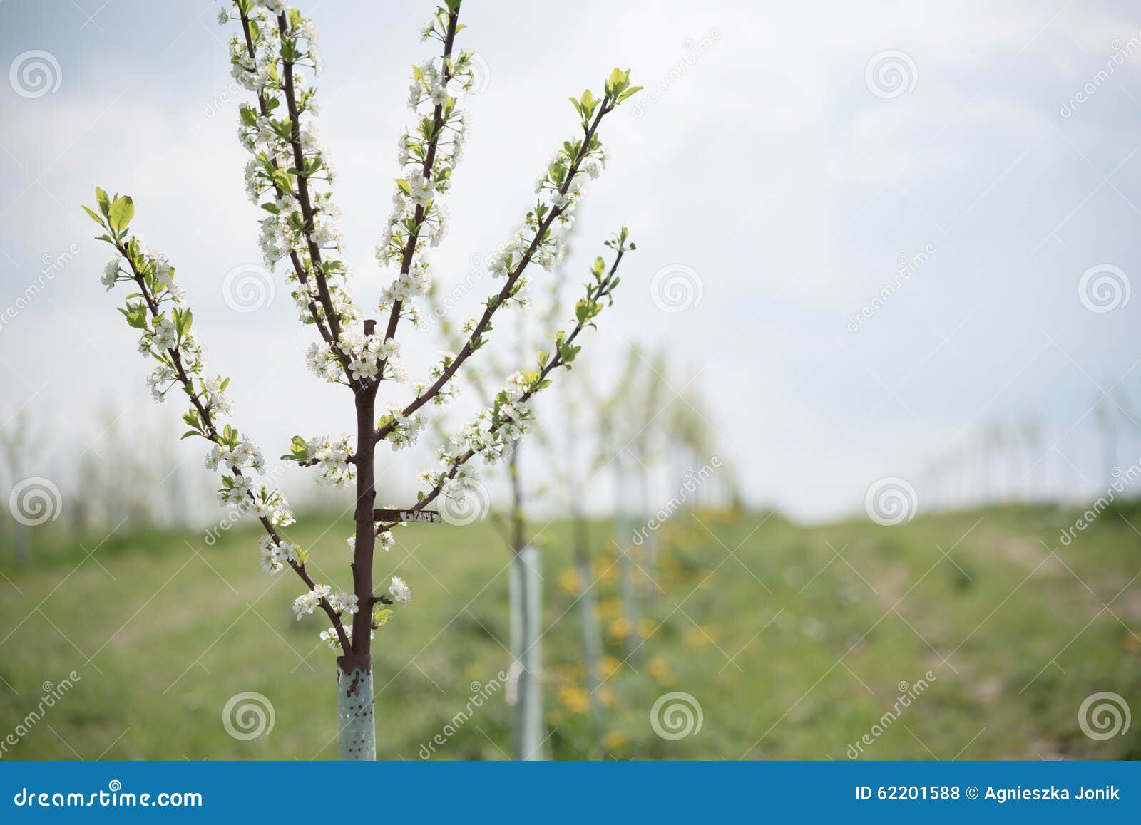 Слив Фото Молодых