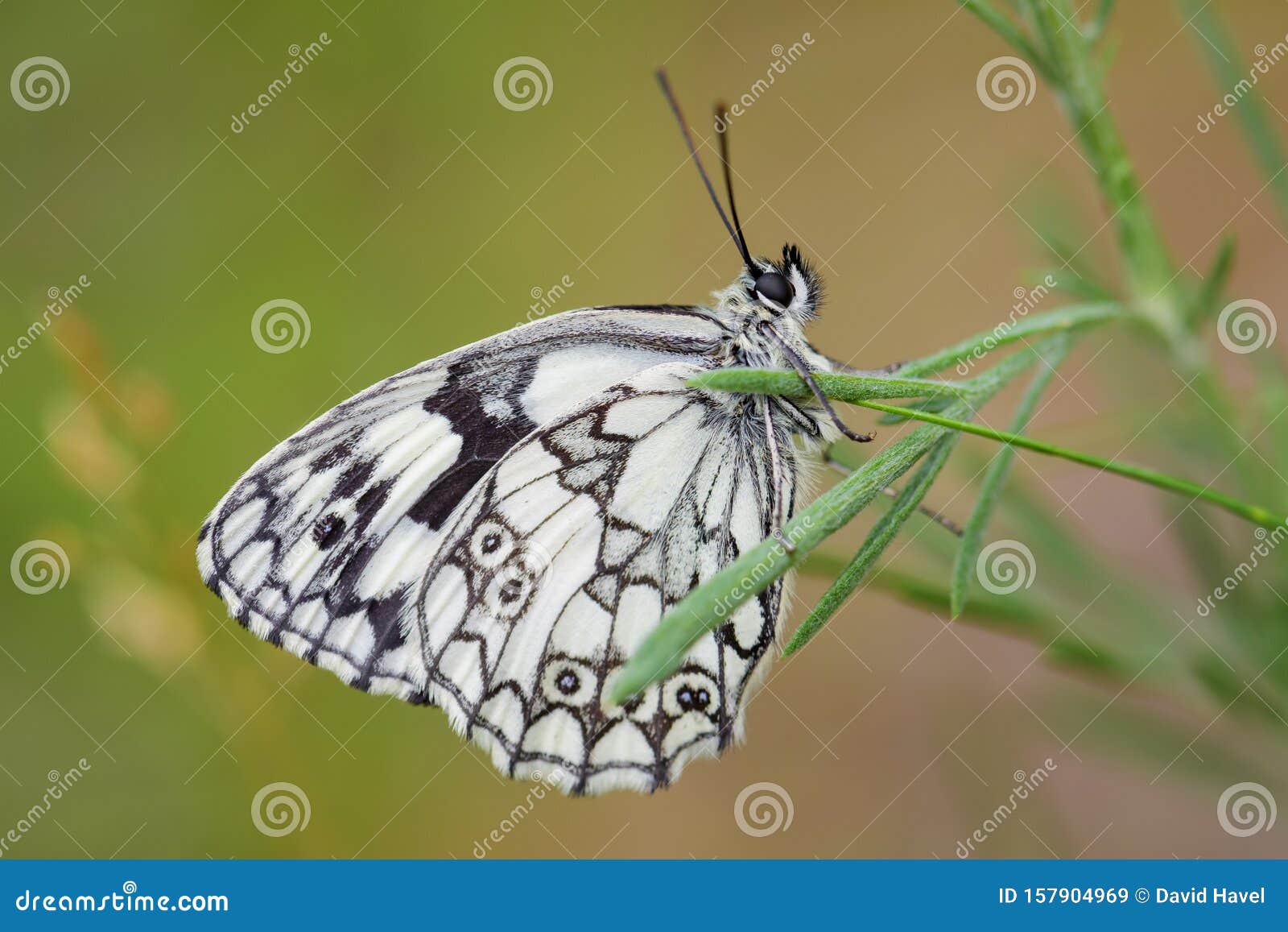 островная мраморная бабочка. мраморная бабочка. (бабочка меланагрия мраморная белая. мраморная бабочка. бабочка мраморная бабочка.
