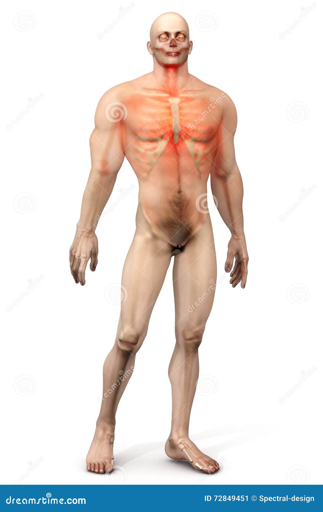 Мужская анатомия - боль в груди Иллюстрация штока - иллюстрации насчитывающей легочно, медицинско: 72849451