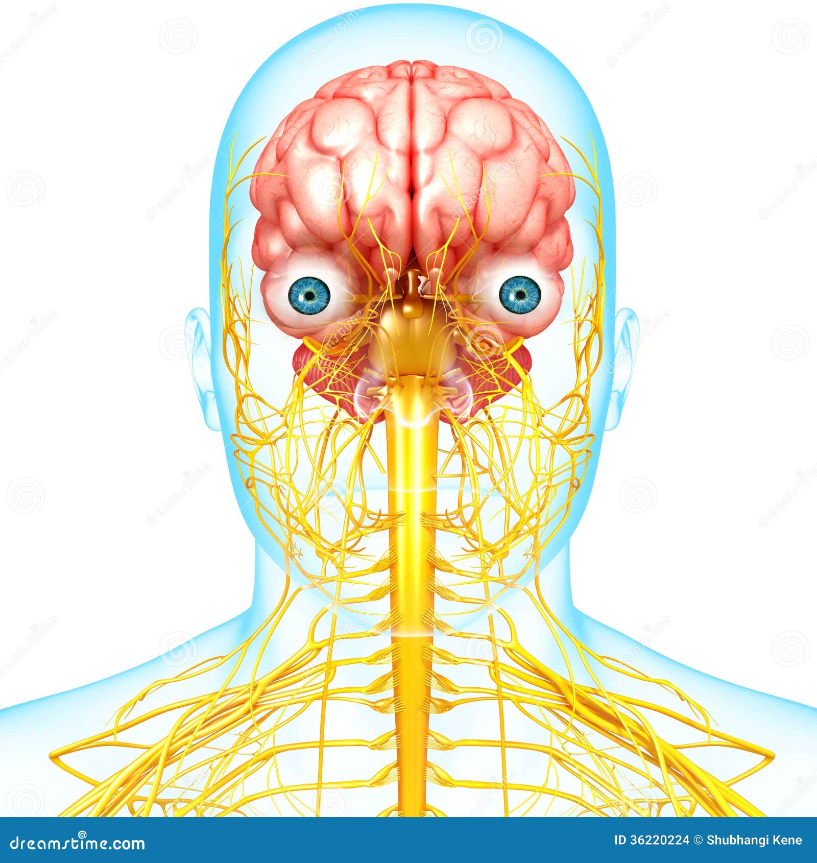 Nervous system brain. Мозг и нервная система. Нервная система человека анатомия. Мозг с глазами и нервной системой.