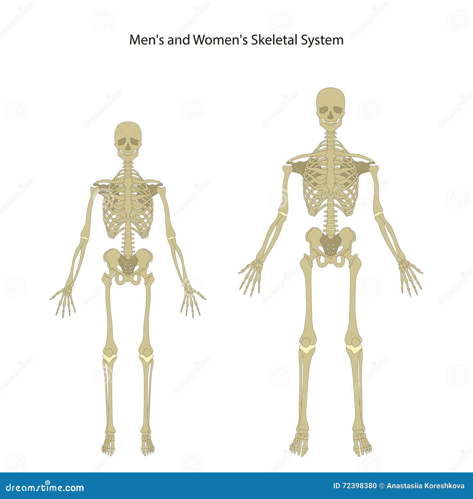 Женский и мужской скелет. Мужской скелет. Скелет мужчины и скелет женщины. Отличие мужского и женского скелета. Мужской и женский скелет