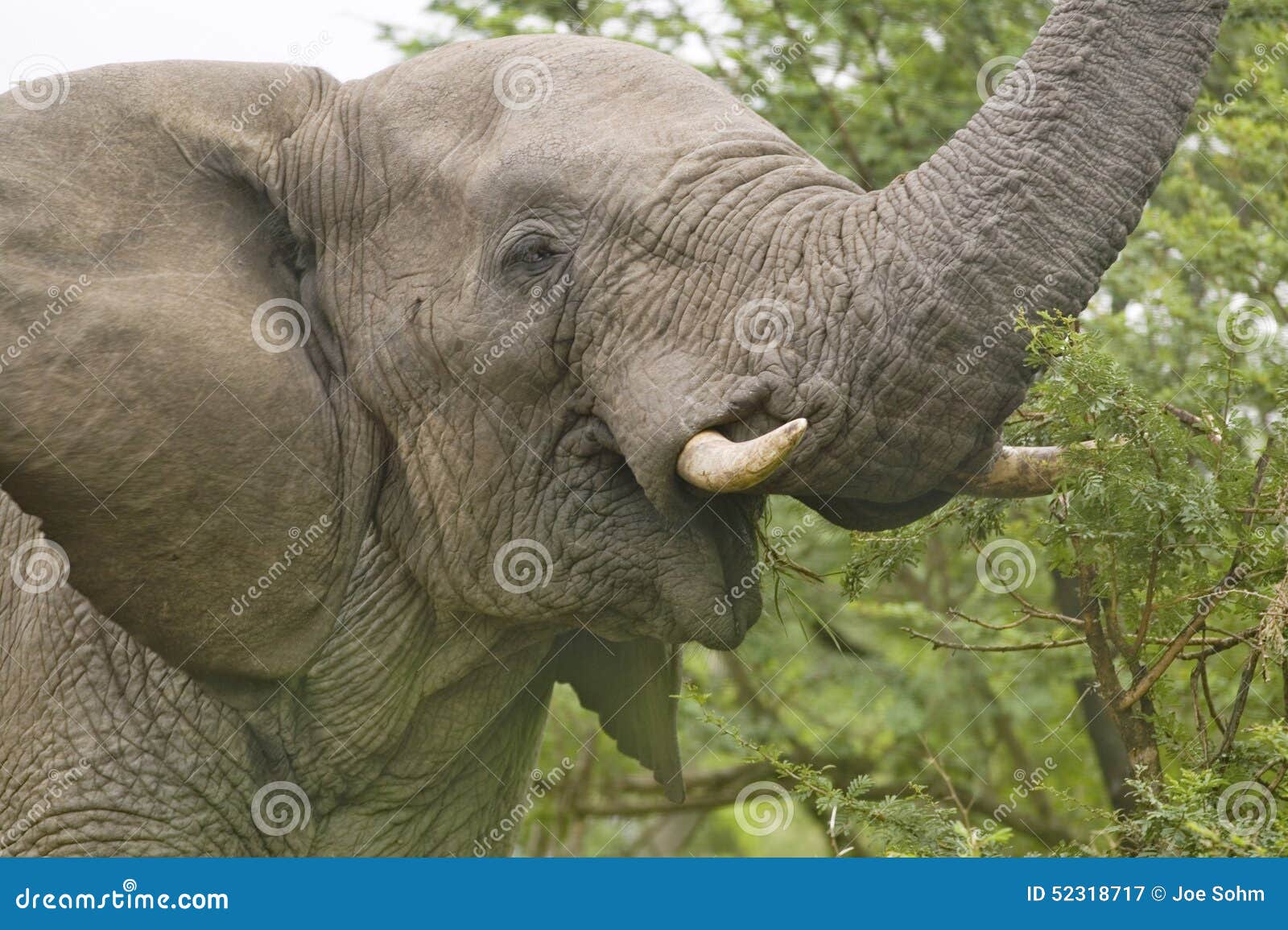 Мужской слон с бивнями цвета слоновой кости есть щетку в запасе игры Umfolo...