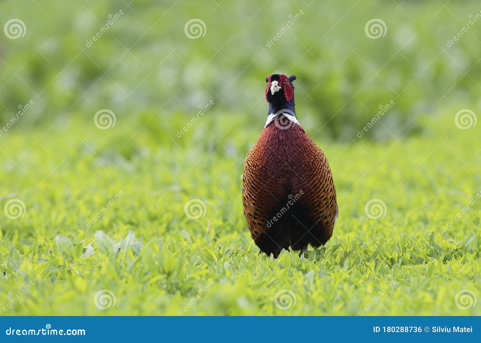 Фазан Фото Птицы Самец