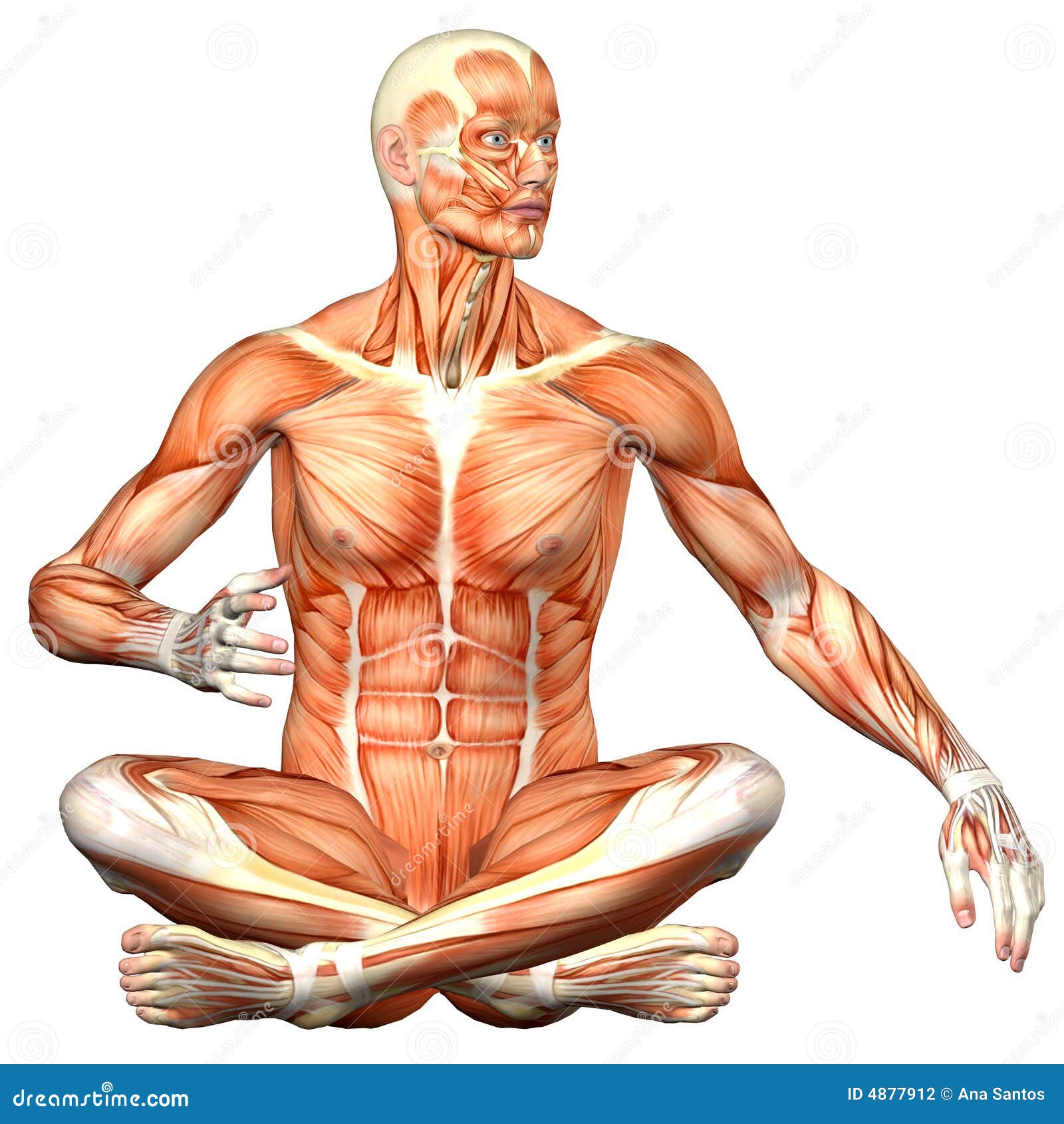 Мышцы картинка. Мышцы тела. Мускулы человека. Движение мышц. Мышечный каркас.