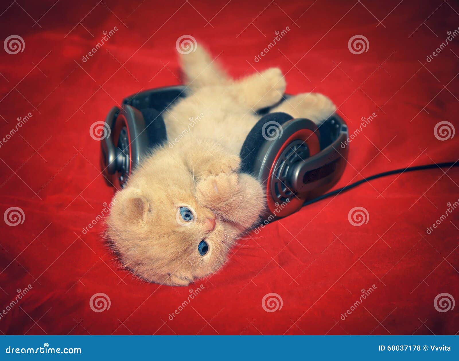 Писк котенка звук слушать
