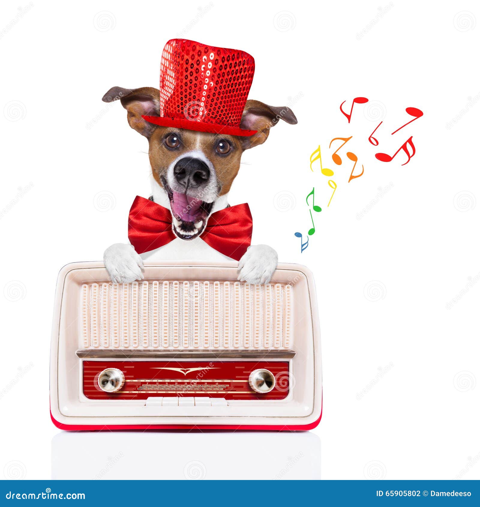 Включи радио для собак. Собака и радио. Собачье радио. Щенок радио. Собака слушает радио.