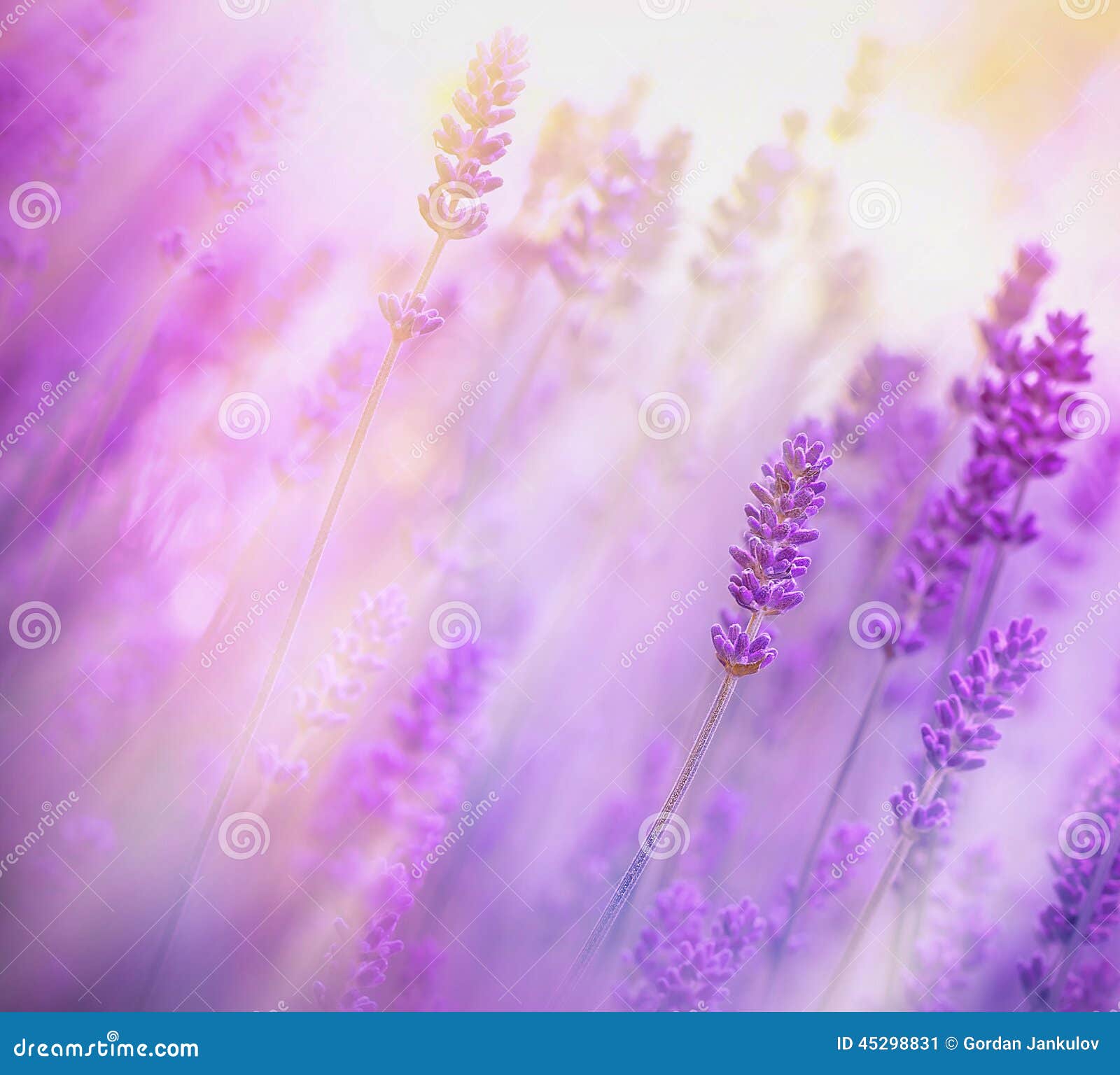 Фон лаванда для фотошопа