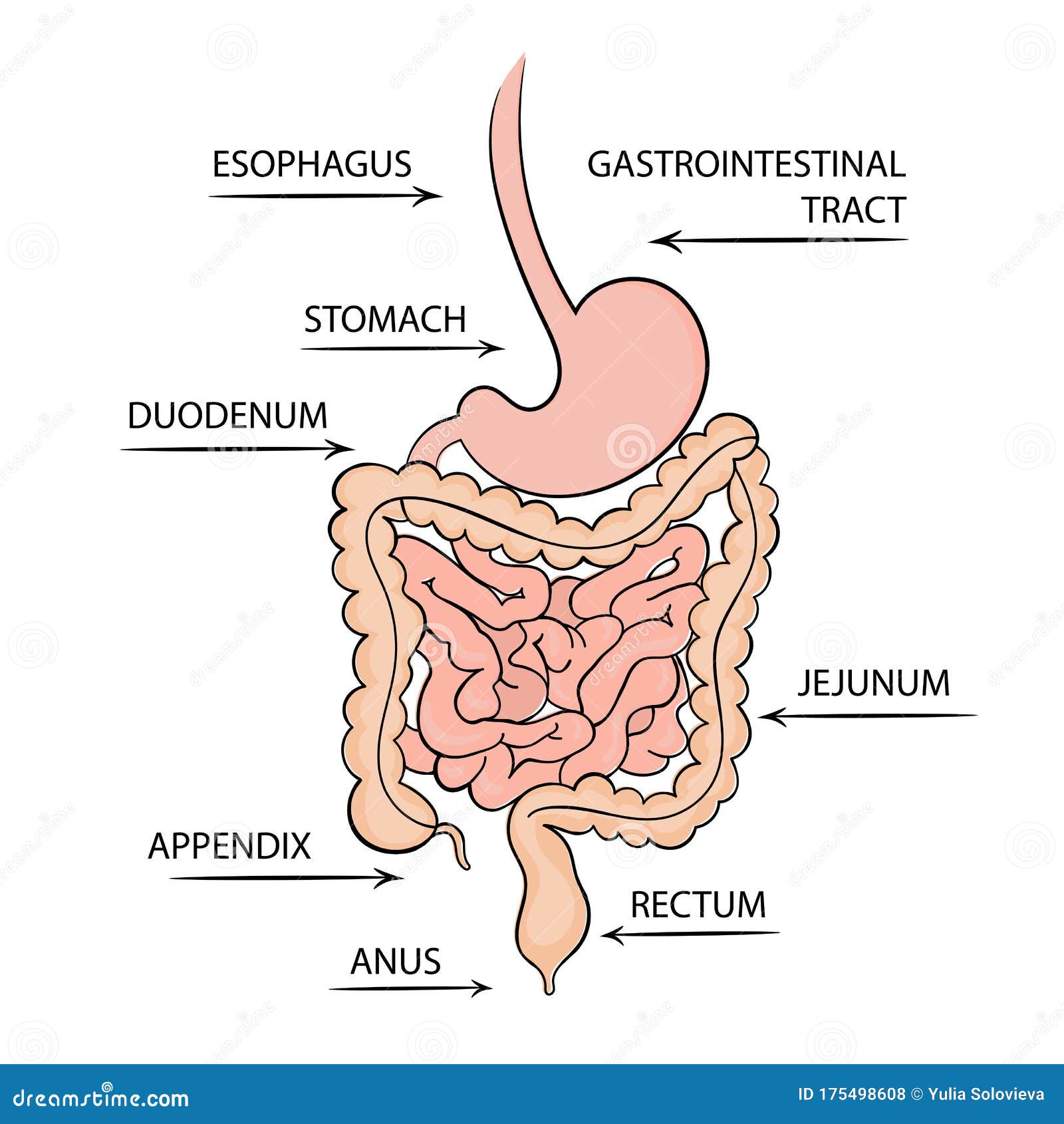 Фото Кишечного Тракта Человека