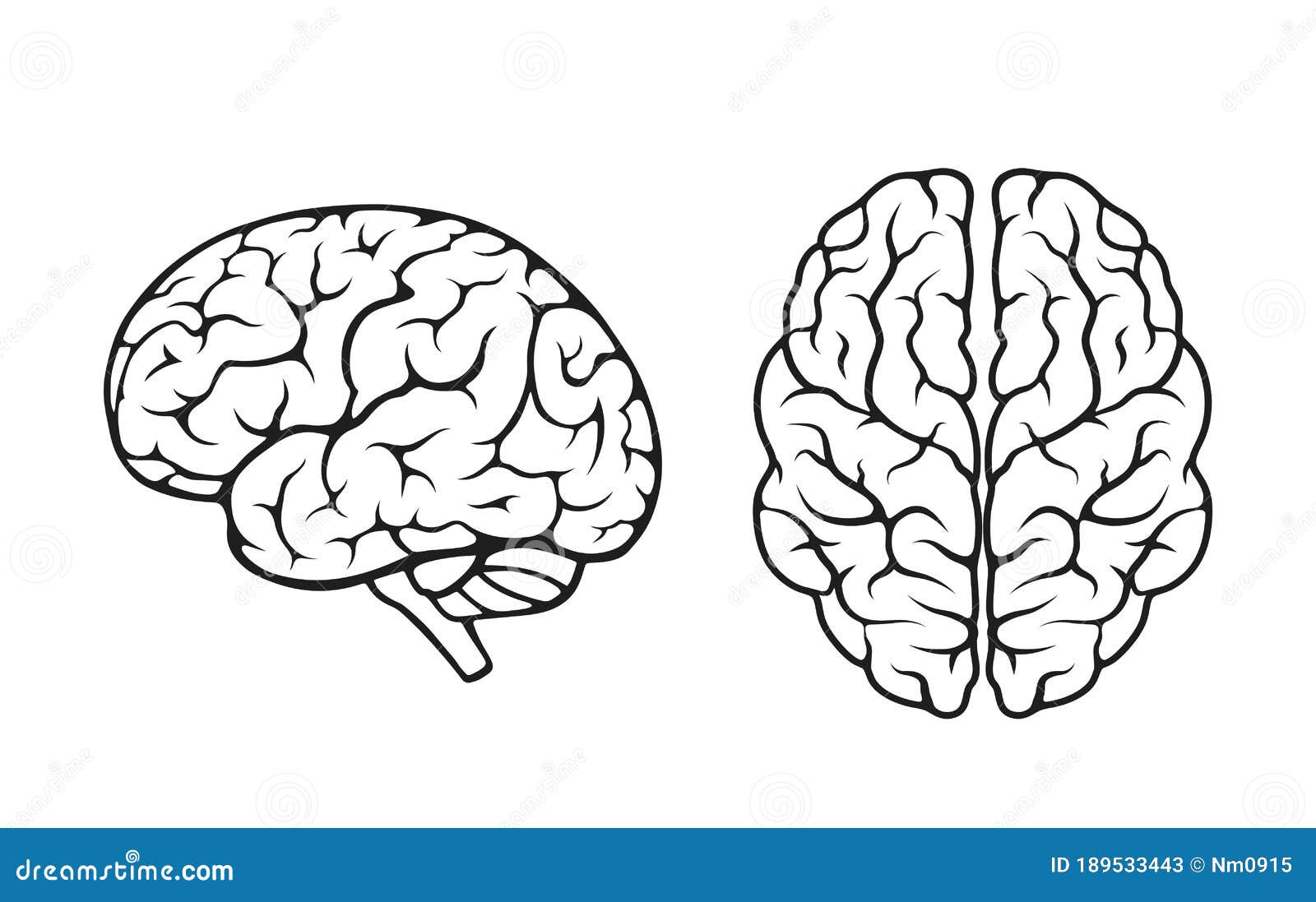 Ковид и мозг. Головной мозг вид сверху. Мозг схематично. Мозг контур. Мозг человека вид сбоку.