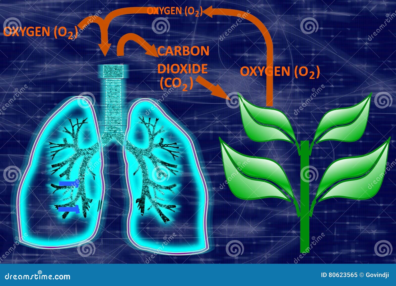 Отсутствие кислорода в воздухе. Кислород рисунок. Кислород в организме. Кислород в природе. Кислород Оксиген.