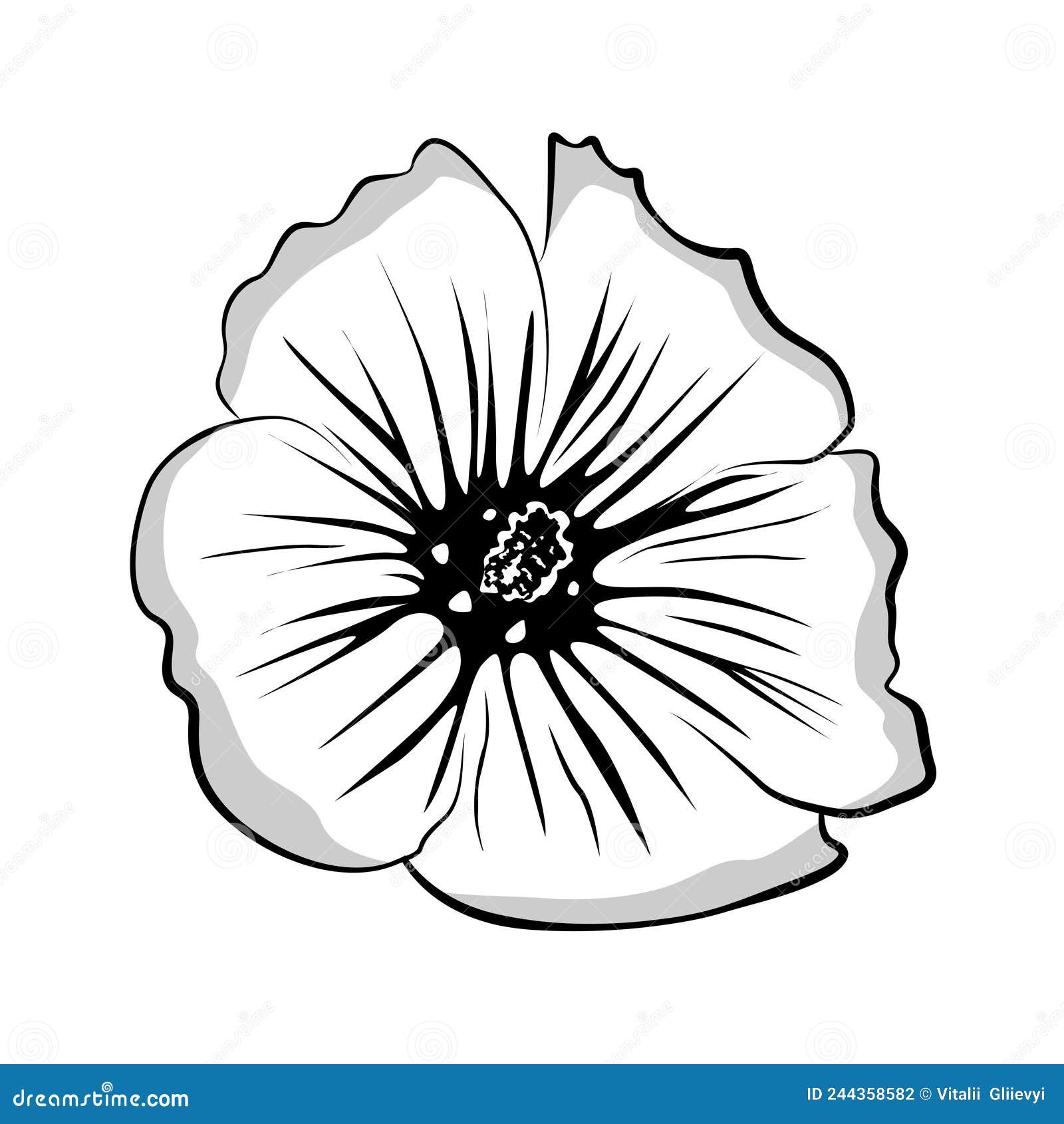 нарисовать цветок солнышко, нарисованный цветок мальвы. черно-белый контур.  иллюстрация Malva для дизайна. Иллюстрация вектора - иллюстрации  насчитывающей сад, изолировано: 244358582