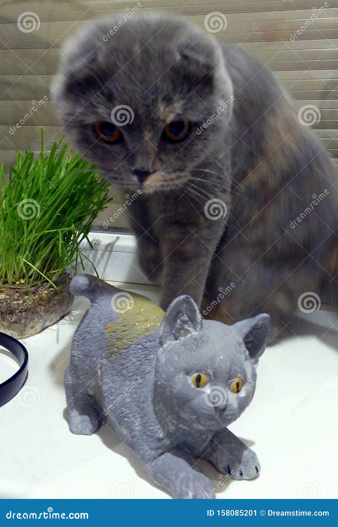 Настоящая кошка - игрушка для кошек Стоковое Изображение - изображение  насчитывающей желтый, серо: 158085201