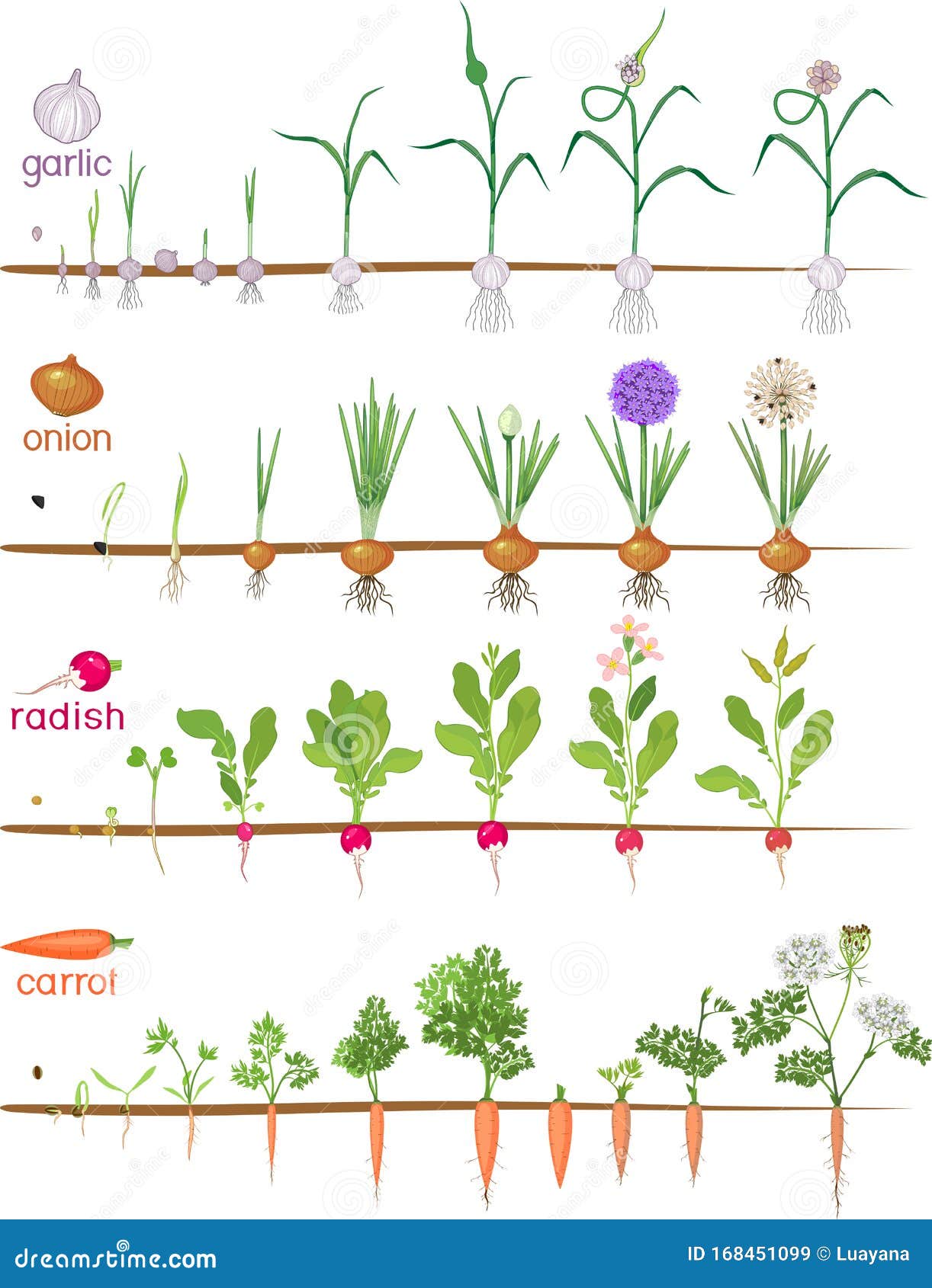 Жизненный цикл овощных растений по маркову. Этапы роста чеснока. Фазы роста чеснока. Стадии роста овощей.