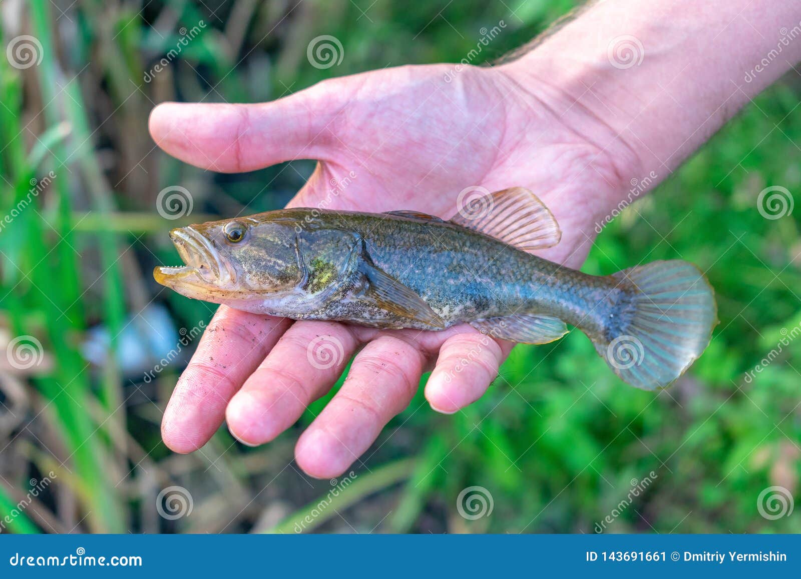 Небольшие рыбы в руке рыболова Glenii Perccottus Стоковое Изображение -  изображение насчитывающей удерживание, жабры: 143691661